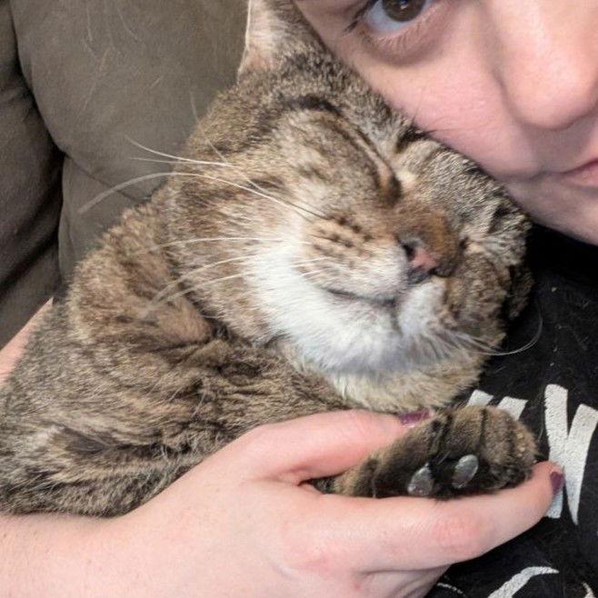 Teddy Bear Snuggly Cat! Junior, Adoptable, Adult Male American Shorthair.