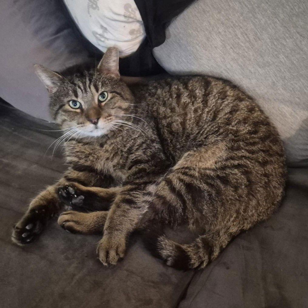 Teddy Bear Snuggly Cat! Junior, a Adoptable American Shorthair in Pikesville, MD image 3/3