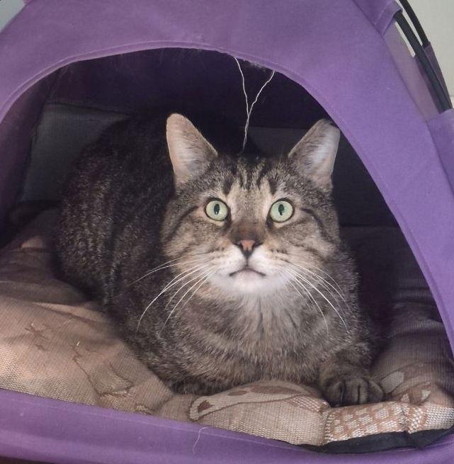 Junior (Best Lap Cat!), Adoptable, Adult Male American Shorthair.