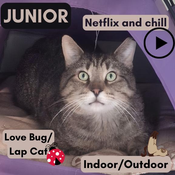 Enlarge Junior (Best Lap Cat!), a Adoptable American Shorthair in Pikesville, MD image 2/3