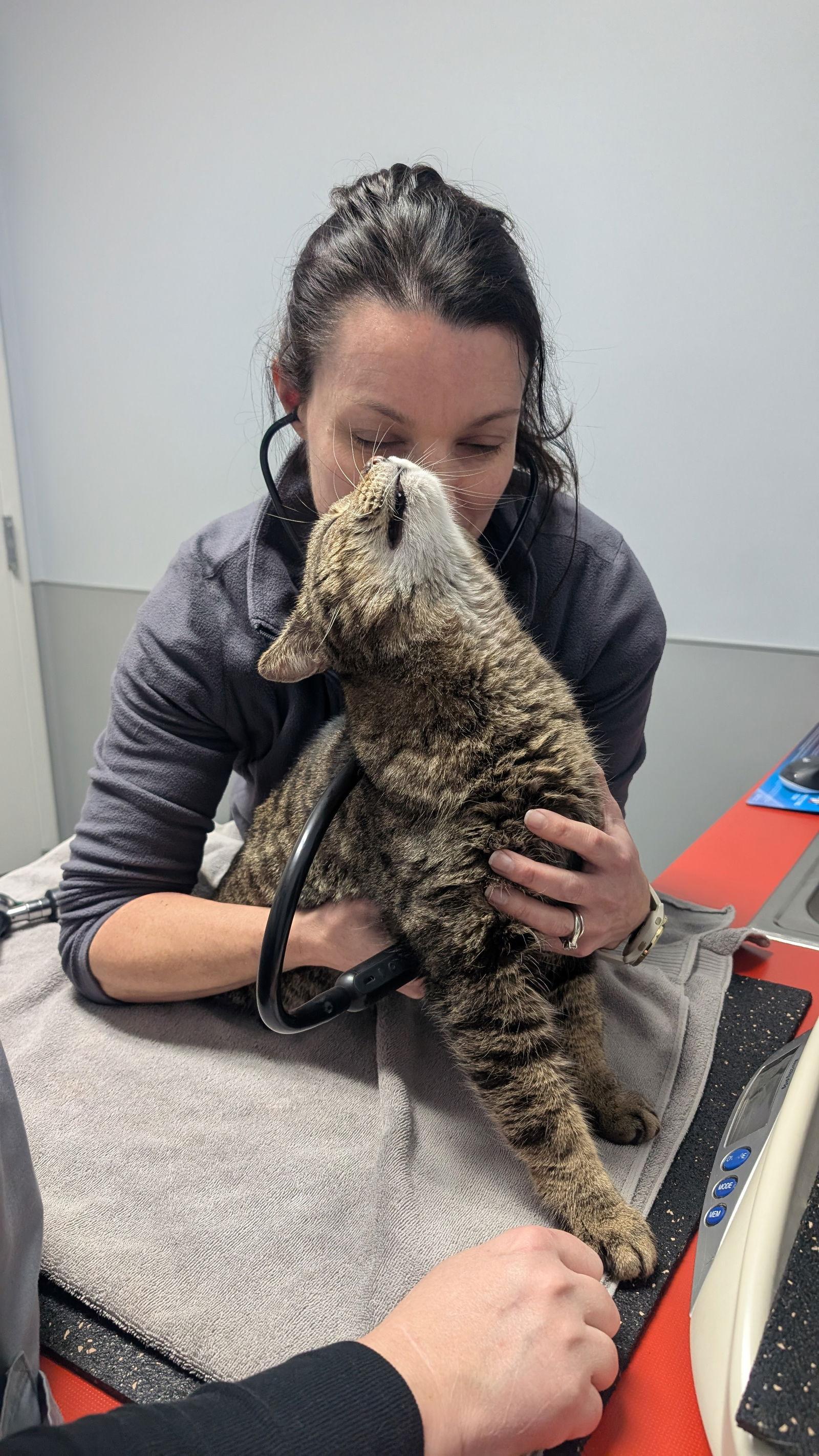 Teddy Bear Snuggly Cat! Junior, a Adoptable American Shorthair in Pikesville, MD image 2/3