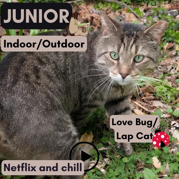 Enlarge Junior (Best Lap Cat!), a Adoptable American Shorthair in Pikesville, MD image 3/3