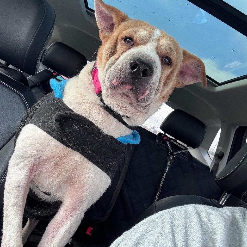 Eye of the Beholder, Adoptable, Senior Male Mixed Breed.