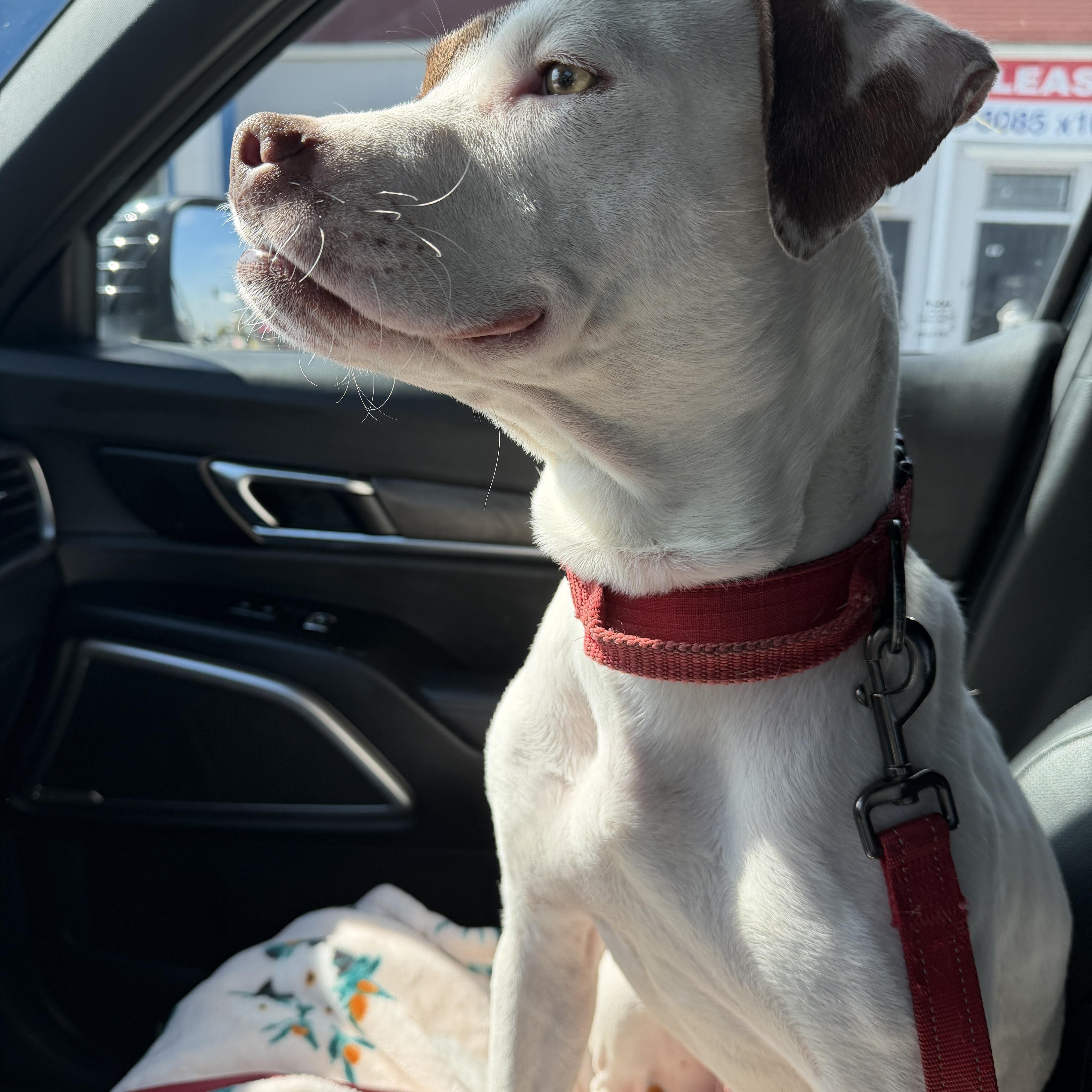 Enlarge Sam, a ADOPTABLE mixed breed in Marina del Rey, CA image 3/5