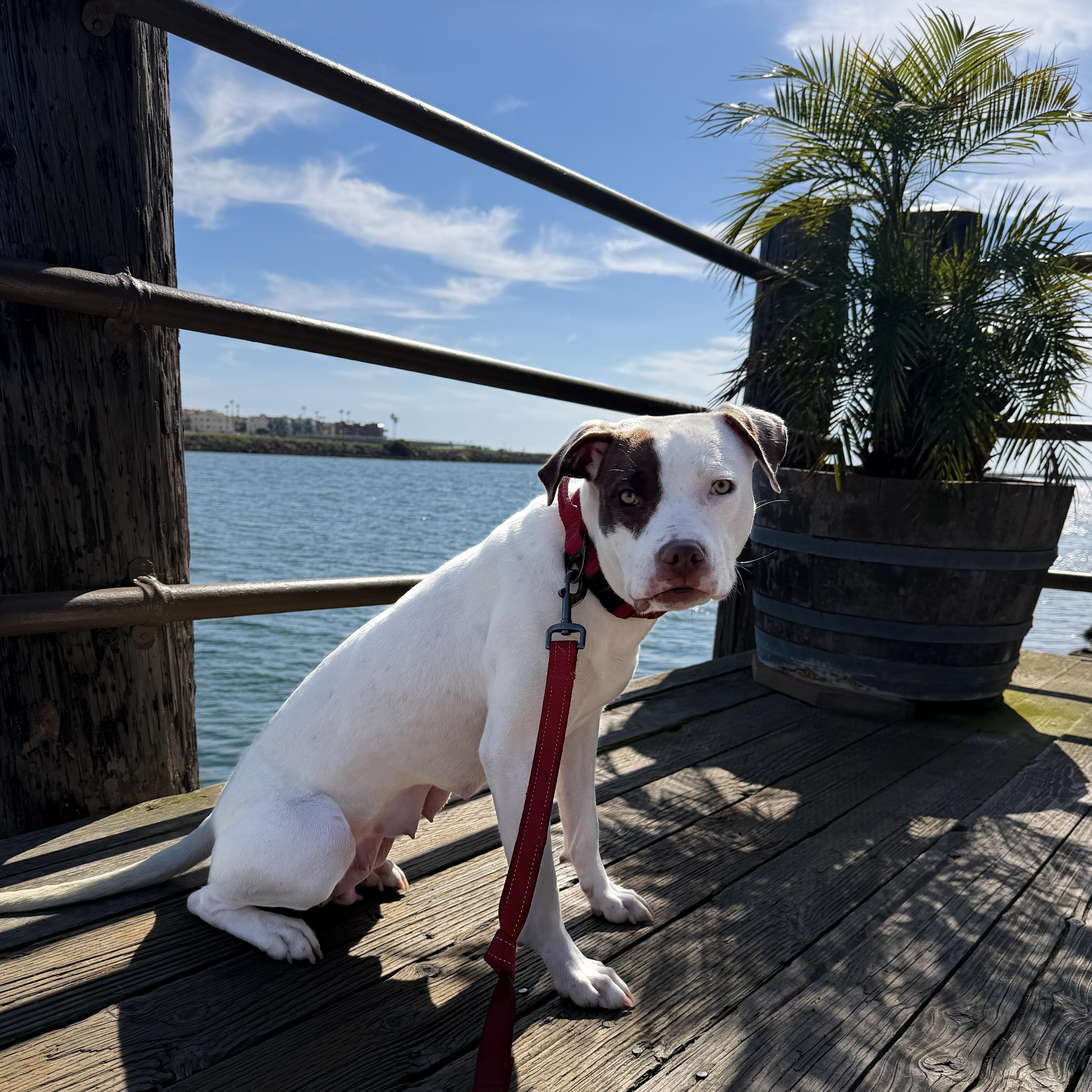 Enlarge Sam, a ADOPTABLE mixed breed in Marina del Rey, CA image 5/5