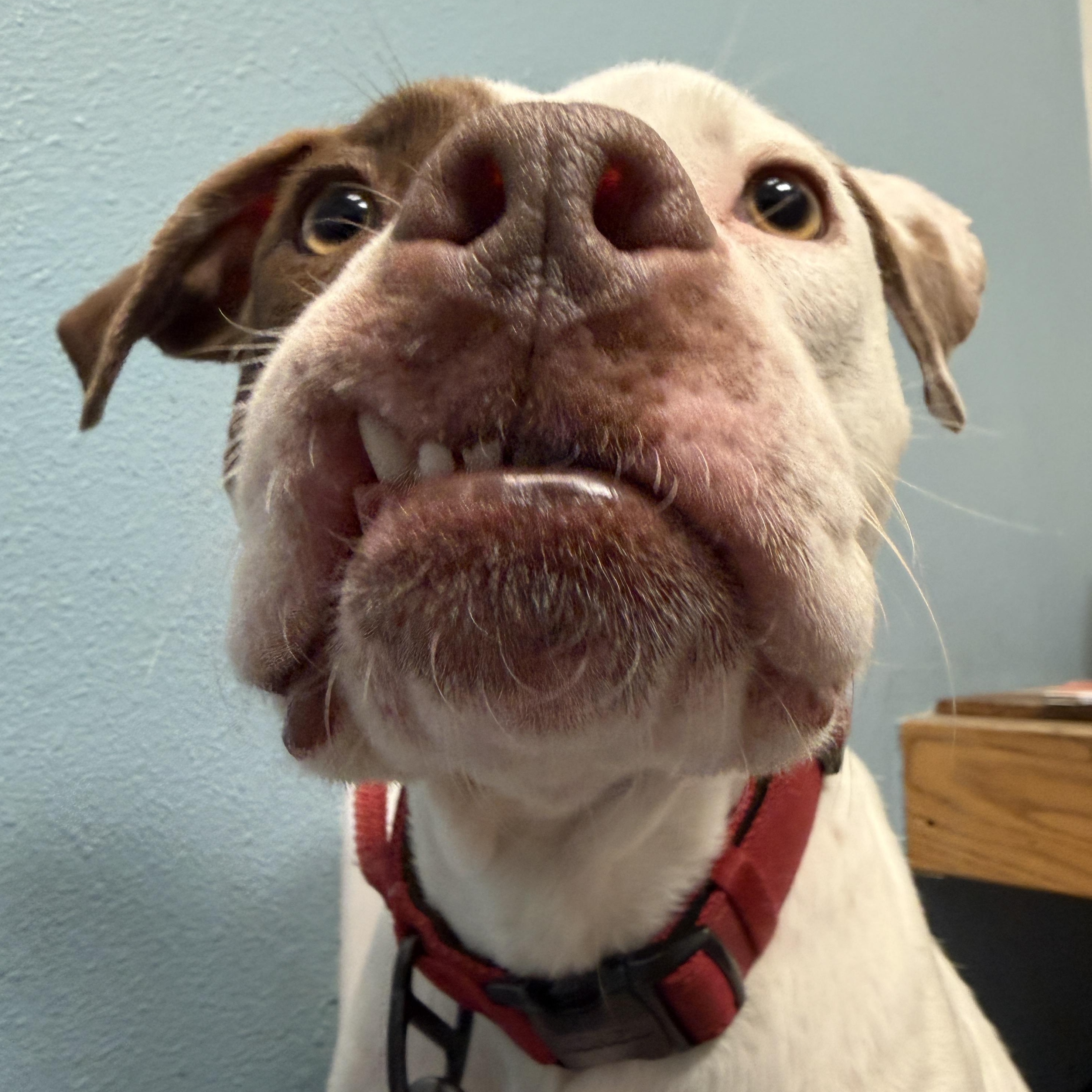 Enlarge Sam, a ADOPTABLE mixed breed in Marina del Rey, CA image 2/5