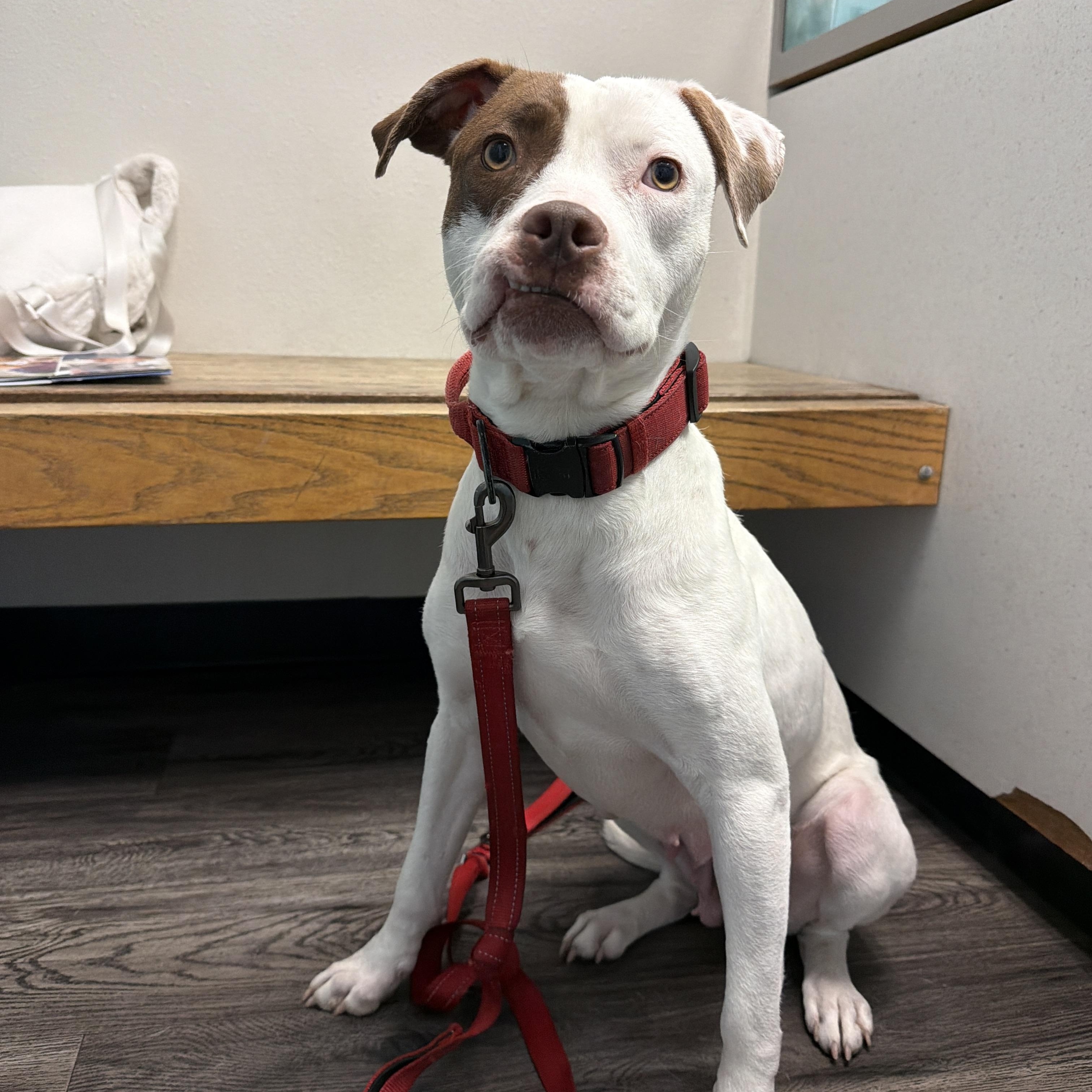 Enlarge Sam, a ADOPTABLE mixed breed in Marina del Rey, CA image 1/5