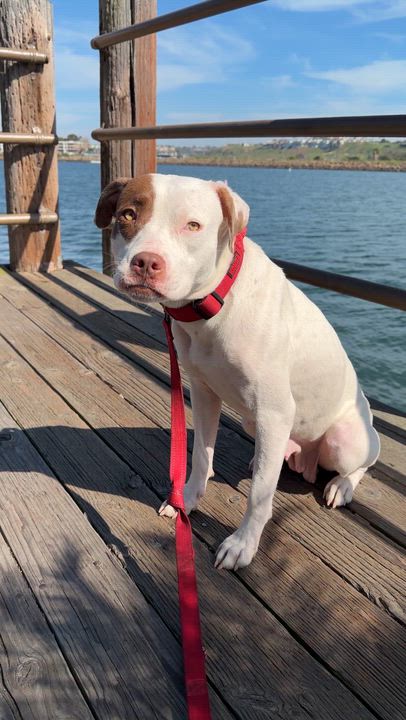 Enlarge Sam, a ADOPTABLE mixed breed in Marina del Rey, CA video 4/5
