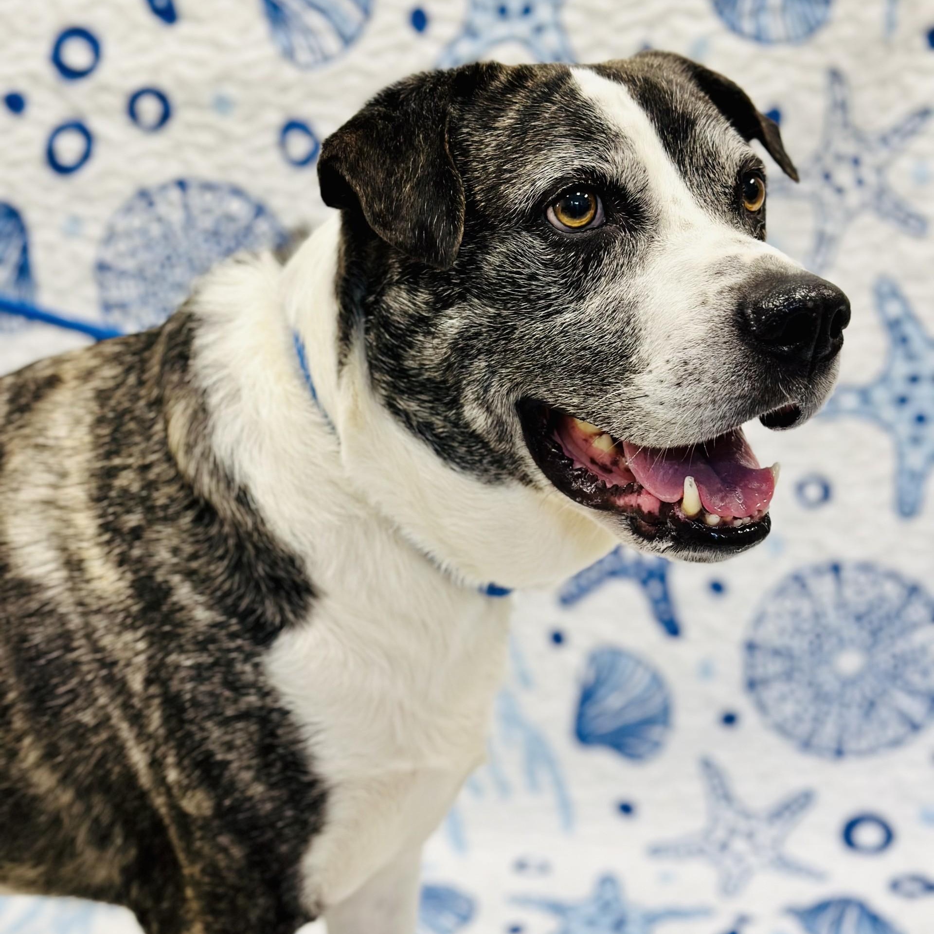 Enlarge Cosmo, a ADOPTABLE mixed breed in Manahawkin, NJ image 1/3