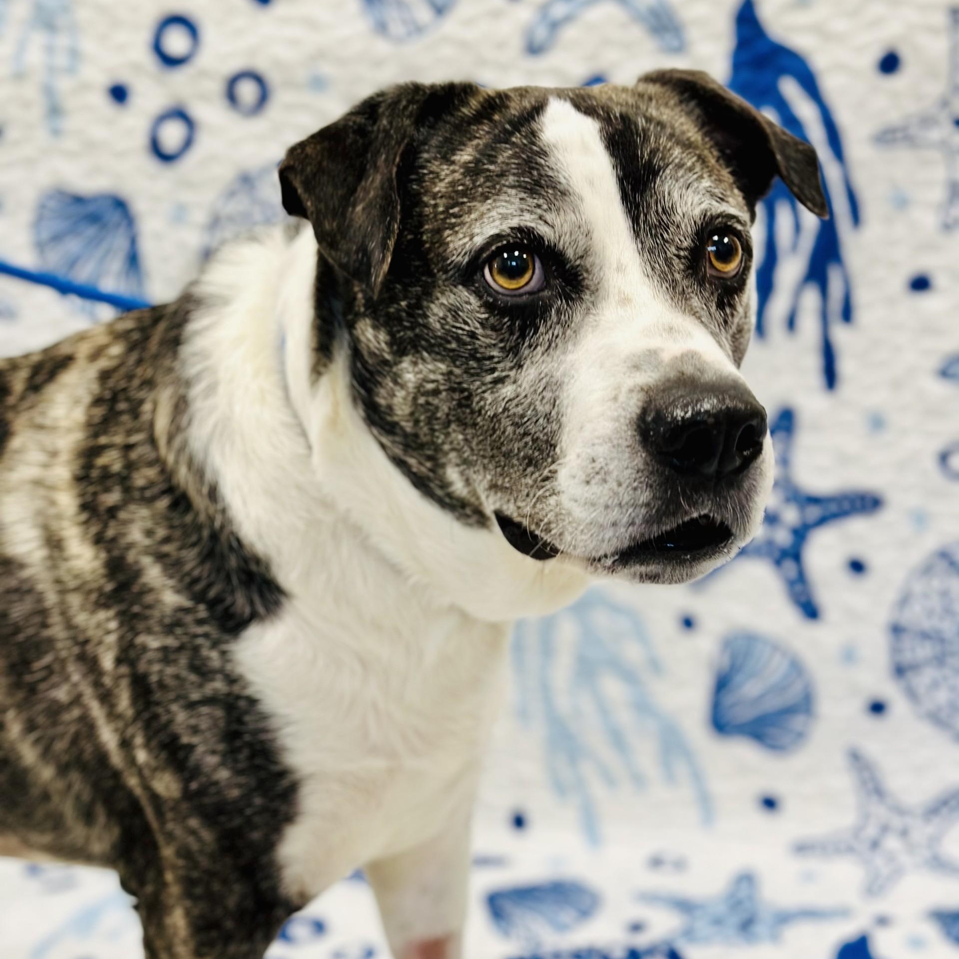 Enlarge Cosmo, a ADOPTABLE mixed breed in Manahawkin, NJ image 3/3