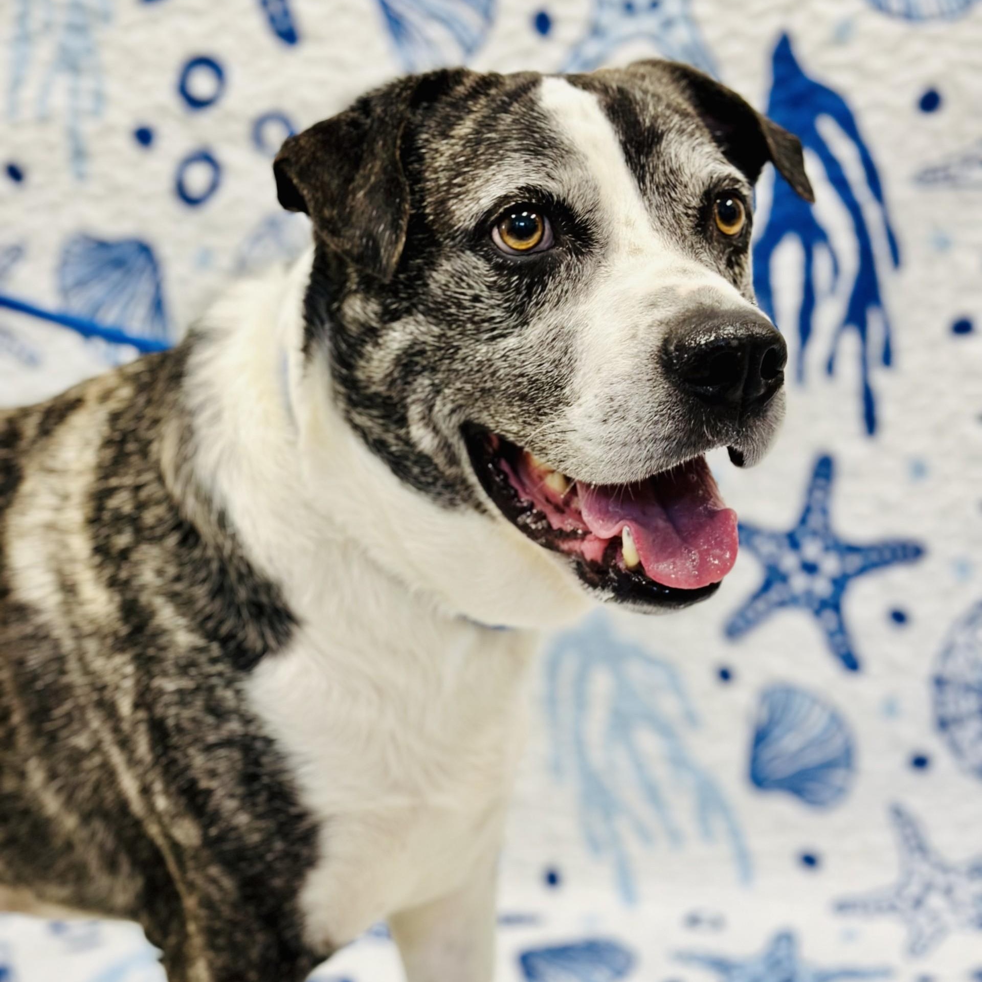 Enlarge Cosmo, a ADOPTABLE mixed breed in Manahawkin, NJ image 2/3