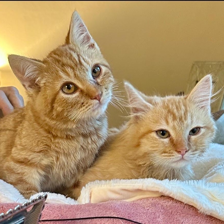 Nikki (MF), Adoptable, Young Male Tabby.