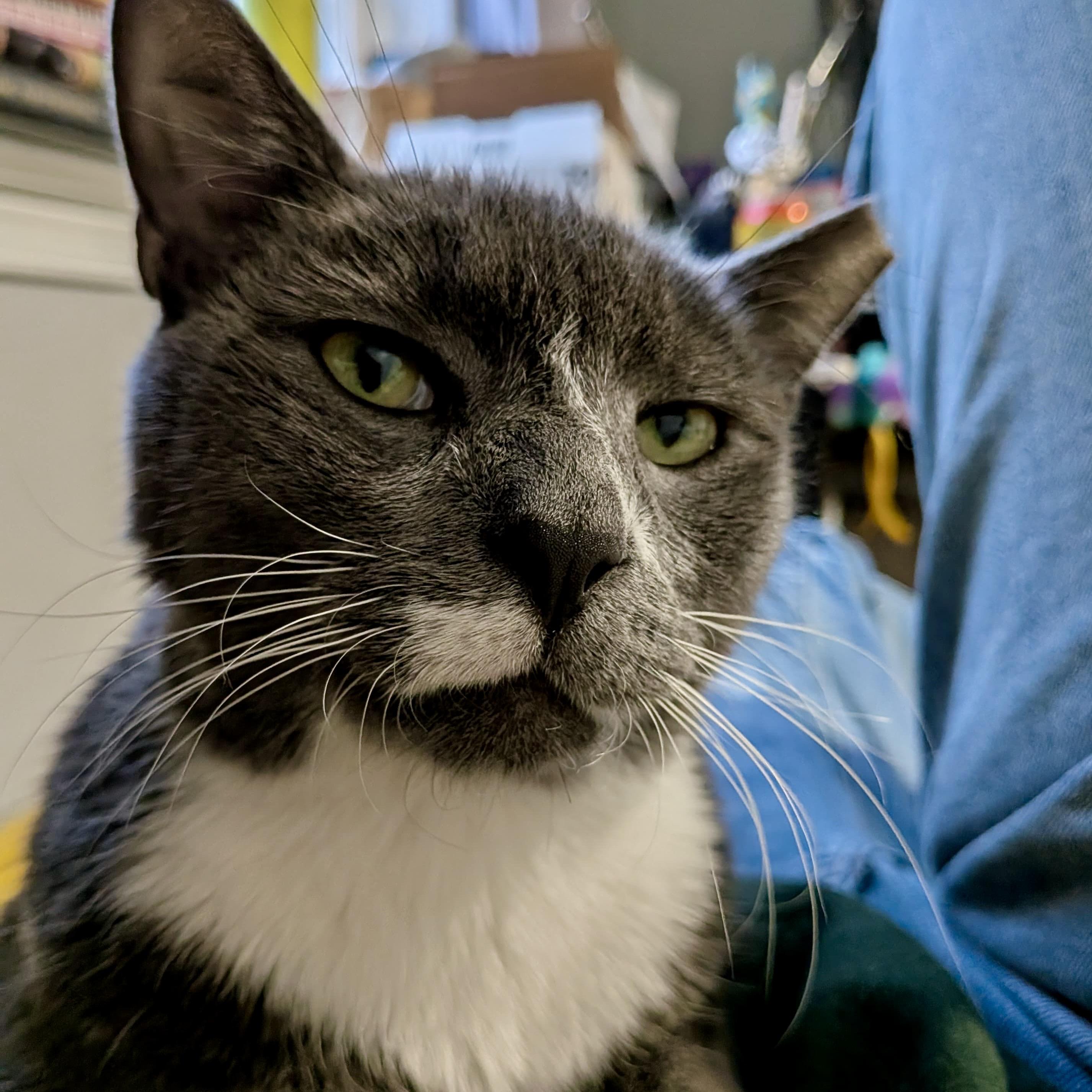 Union Man, an adoption pending Domestic Short Hair in Alexandria, VA image 5/6