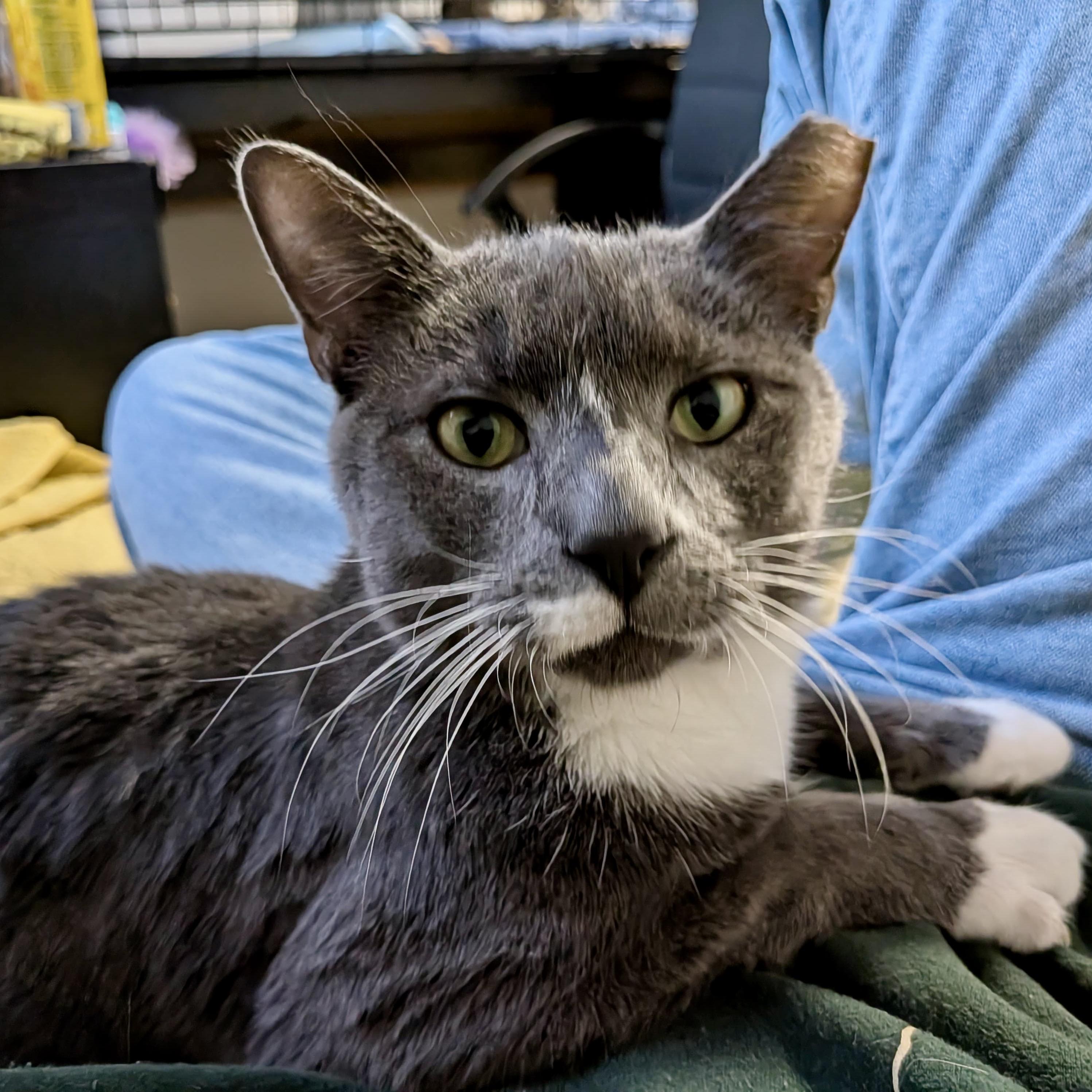 Union Man, an adoption pending Domestic Short Hair in Alexandria, VA image 4/6