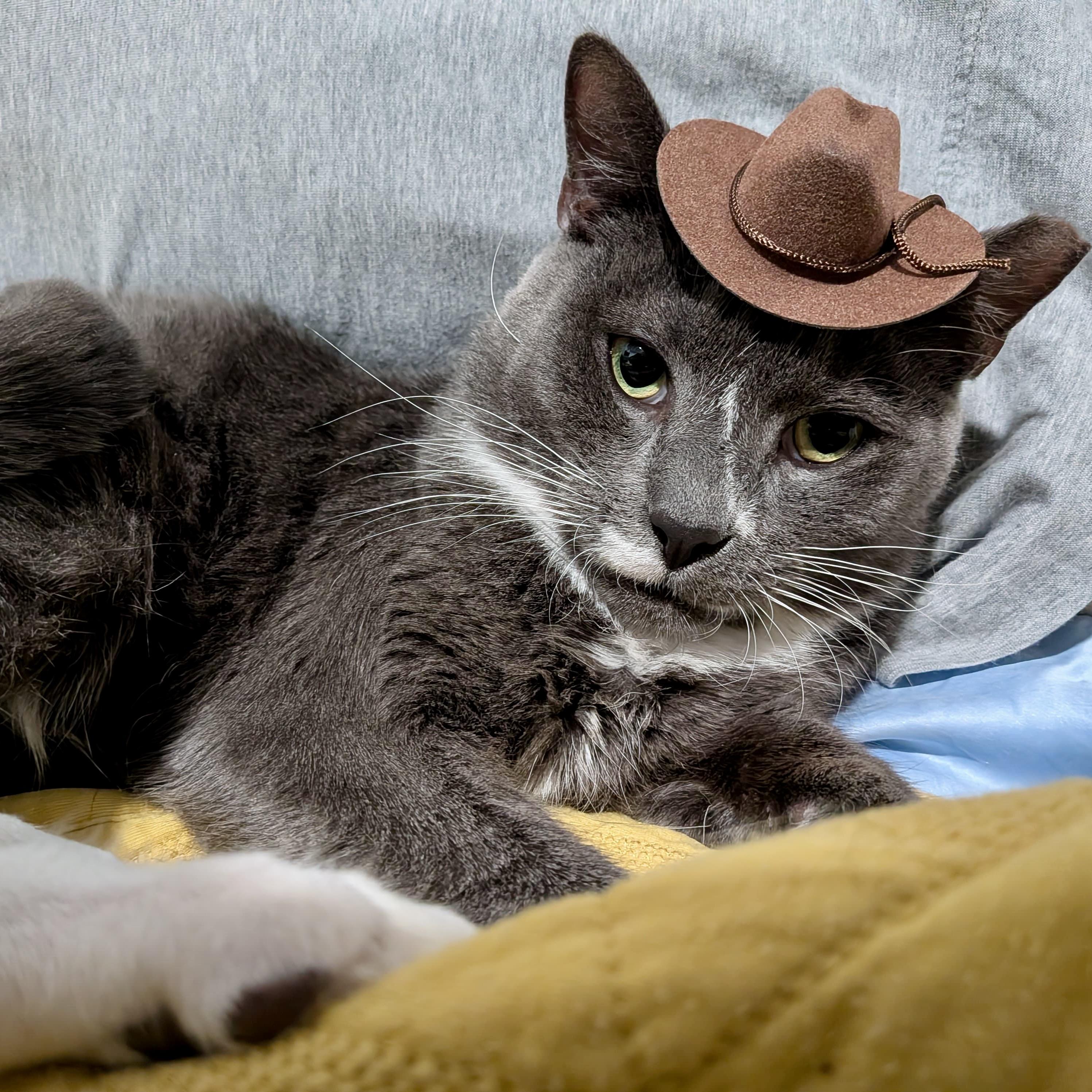 Union Man, ADOPTABLE, Adult Male Domestic Short Hair.