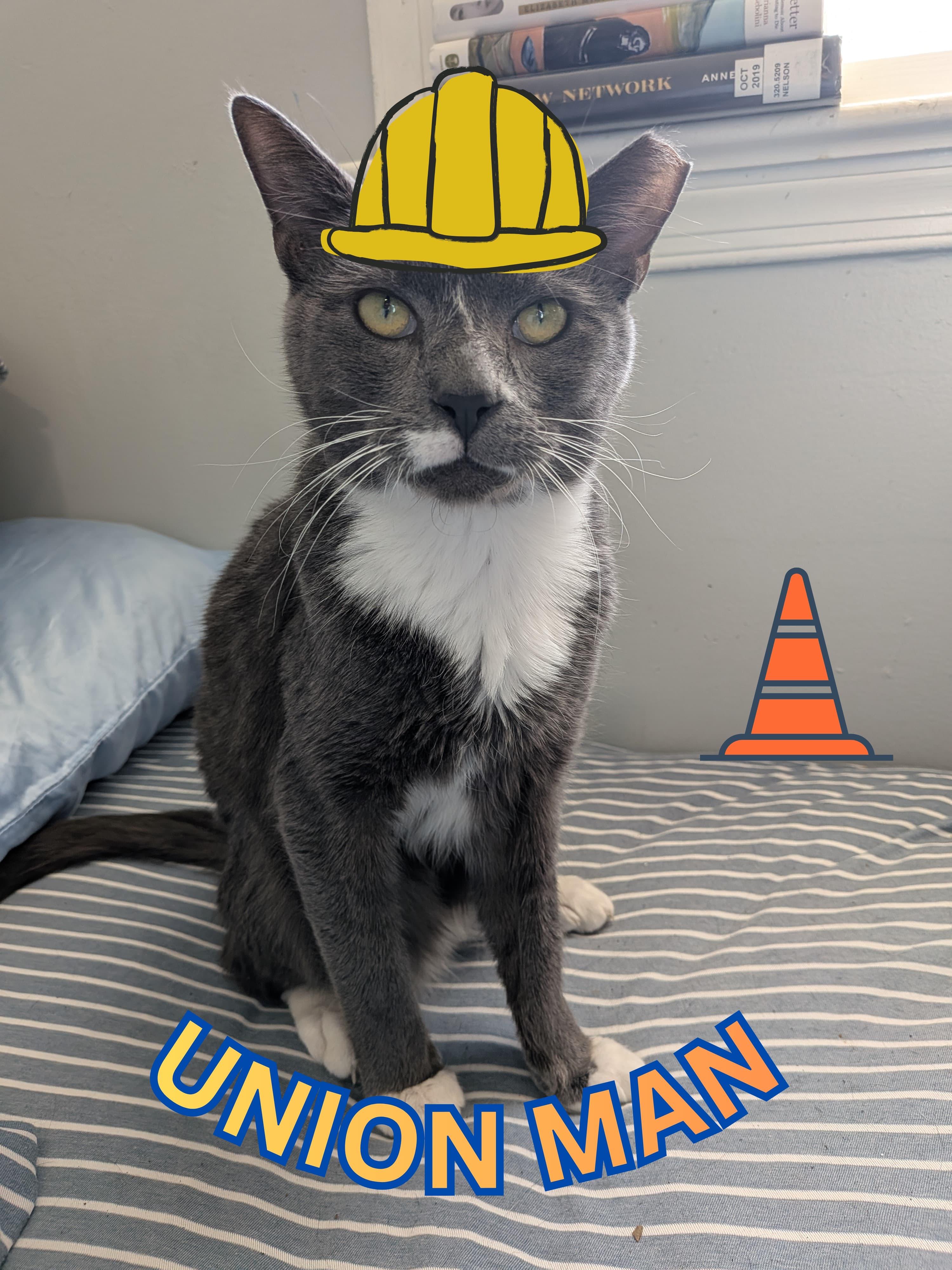 Union Man, an adoption pending Domestic Short Hair in Alexandria, VA image 3/6