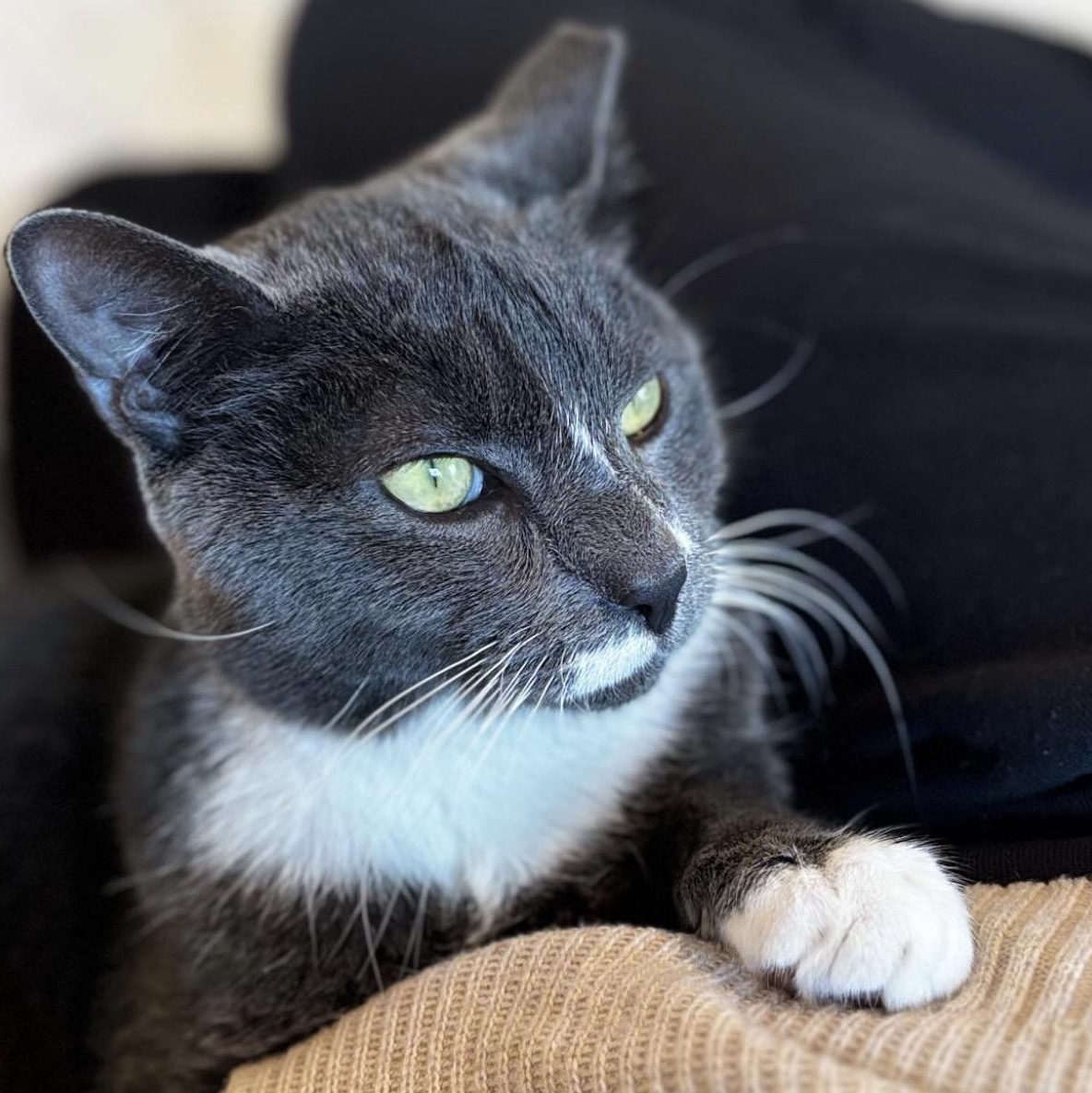 Union Man, an adoption pending Domestic Short Hair in Alexandria, VA image 2/6