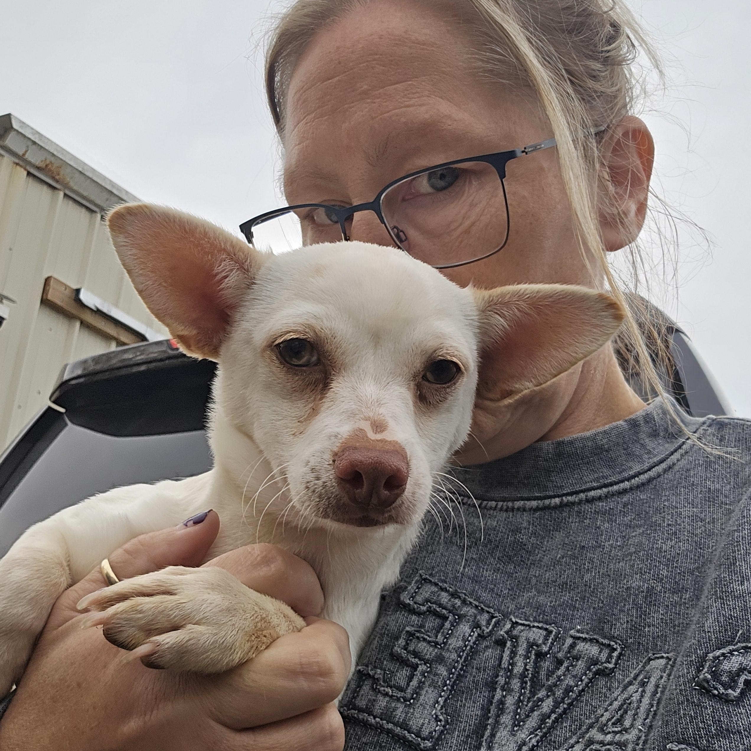 Enlarge Latte, a Adopted Chihuahua in Decatur, IN image 1/2