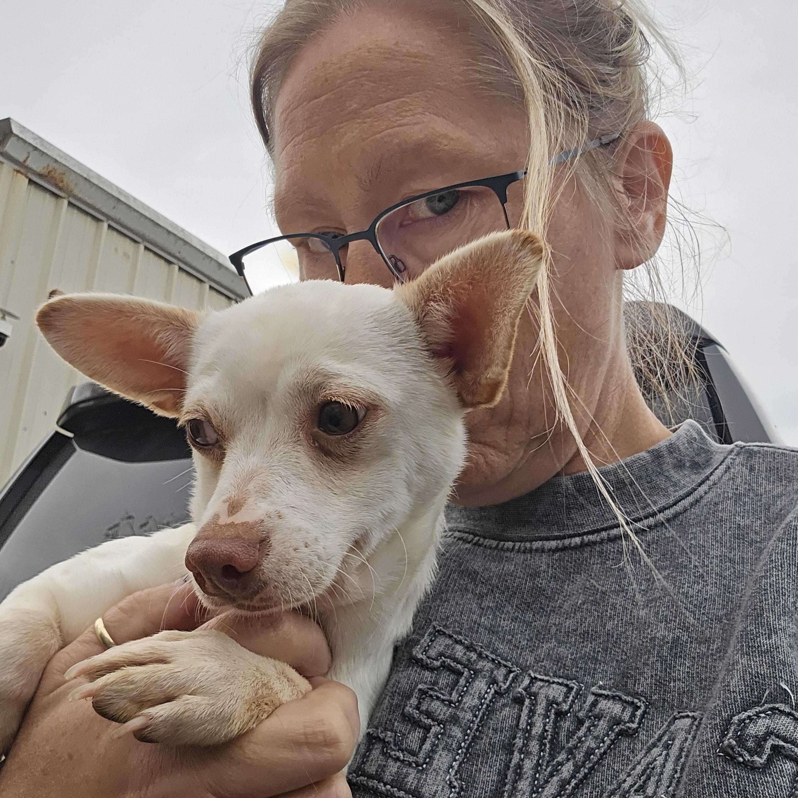 Enlarge Latte, a Adopted Chihuahua in Decatur, IN image 2/2