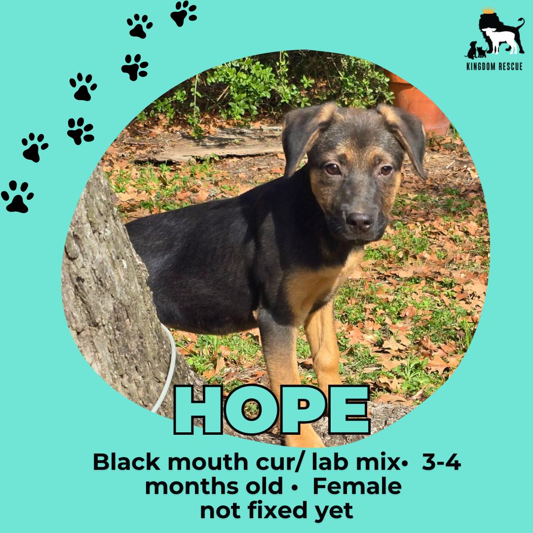 Hope, Adoptable, Young Female Black Mouth Cur.