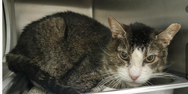 Enlarge SCOTT, a Adoptable Domestic Short Hair in Saint Peters, MO image 1/1