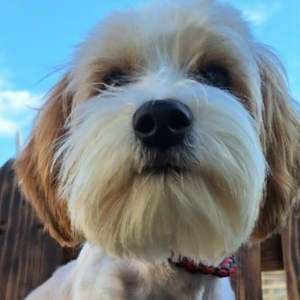 REN, an adopted mixed breed in Loveland, CO image 5/6