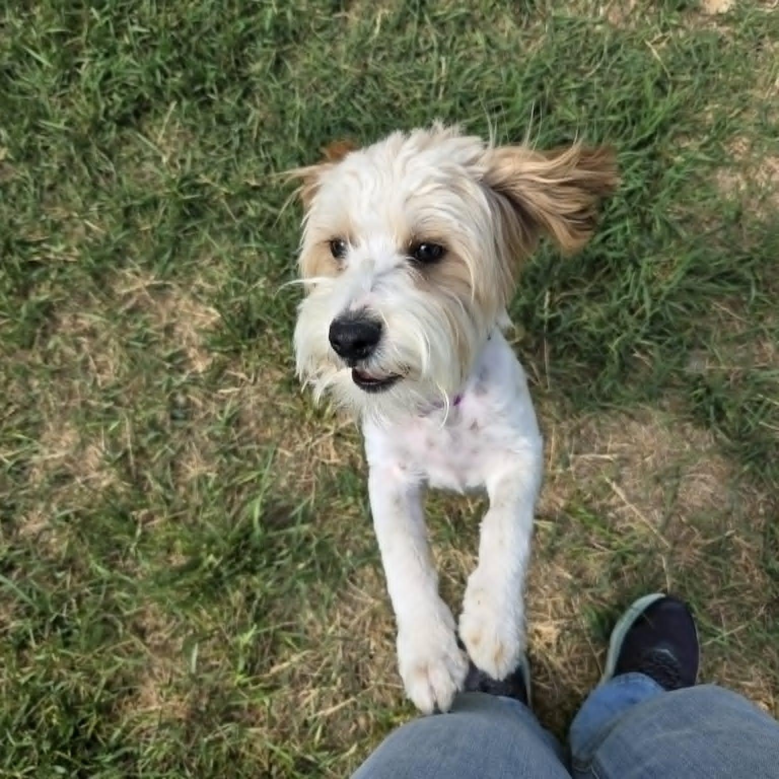 REN, an adopted mixed breed in Loveland, CO image 4/6