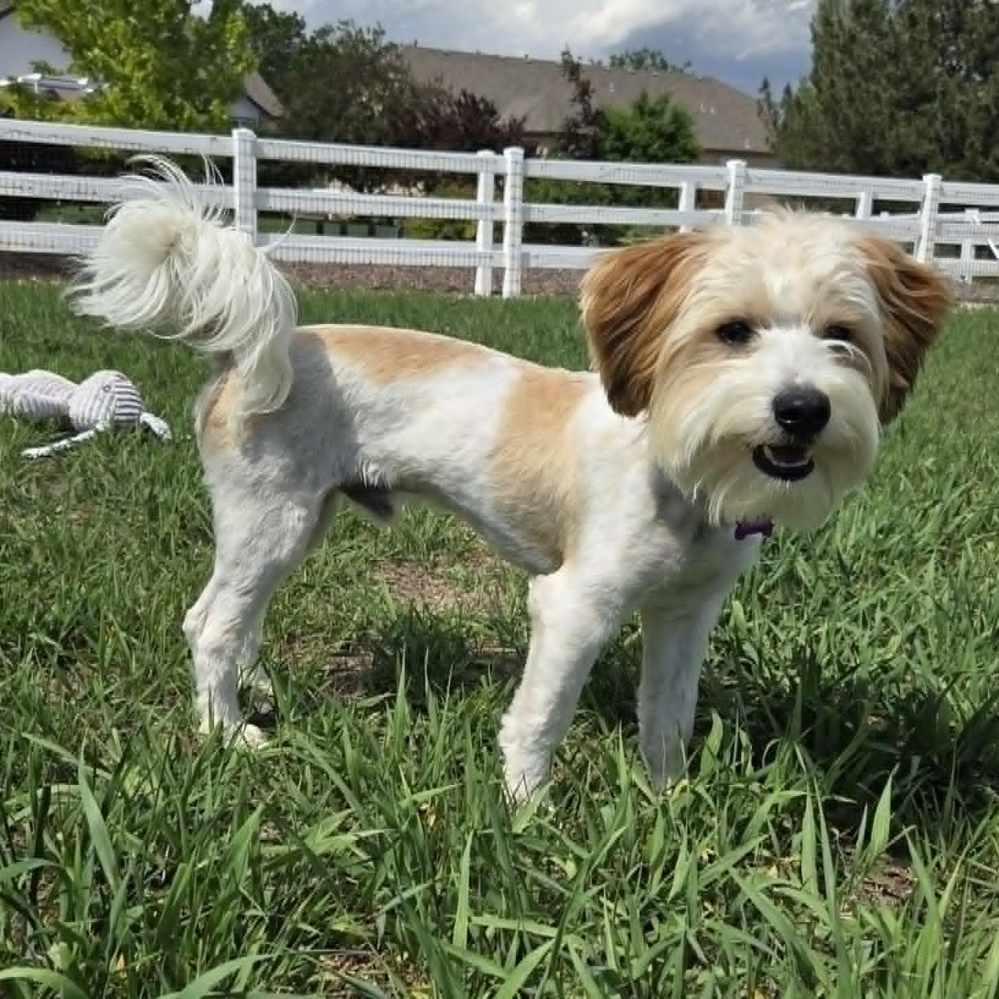 REN, adopted, Puppy Male Shih Tzu.