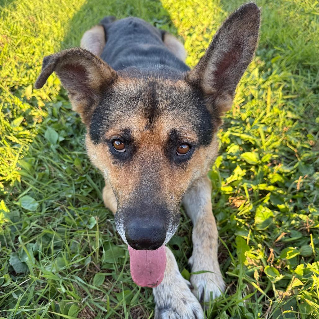 Enlarge Shep, a Adoptable German Shepherd Dog in Meadow Lake, SK image 1/3