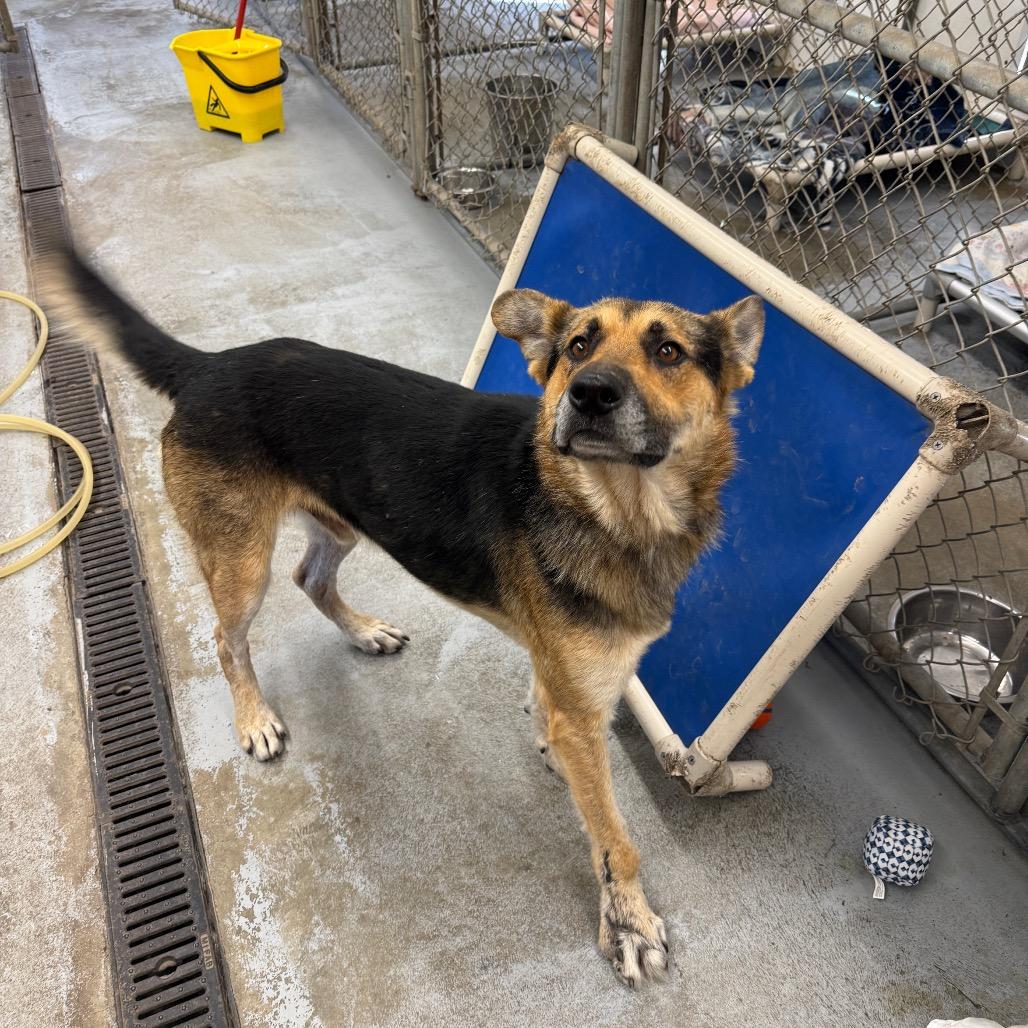 Enlarge Shep, a Adoptable German Shepherd Dog in Meadow Lake, SK image 2/3