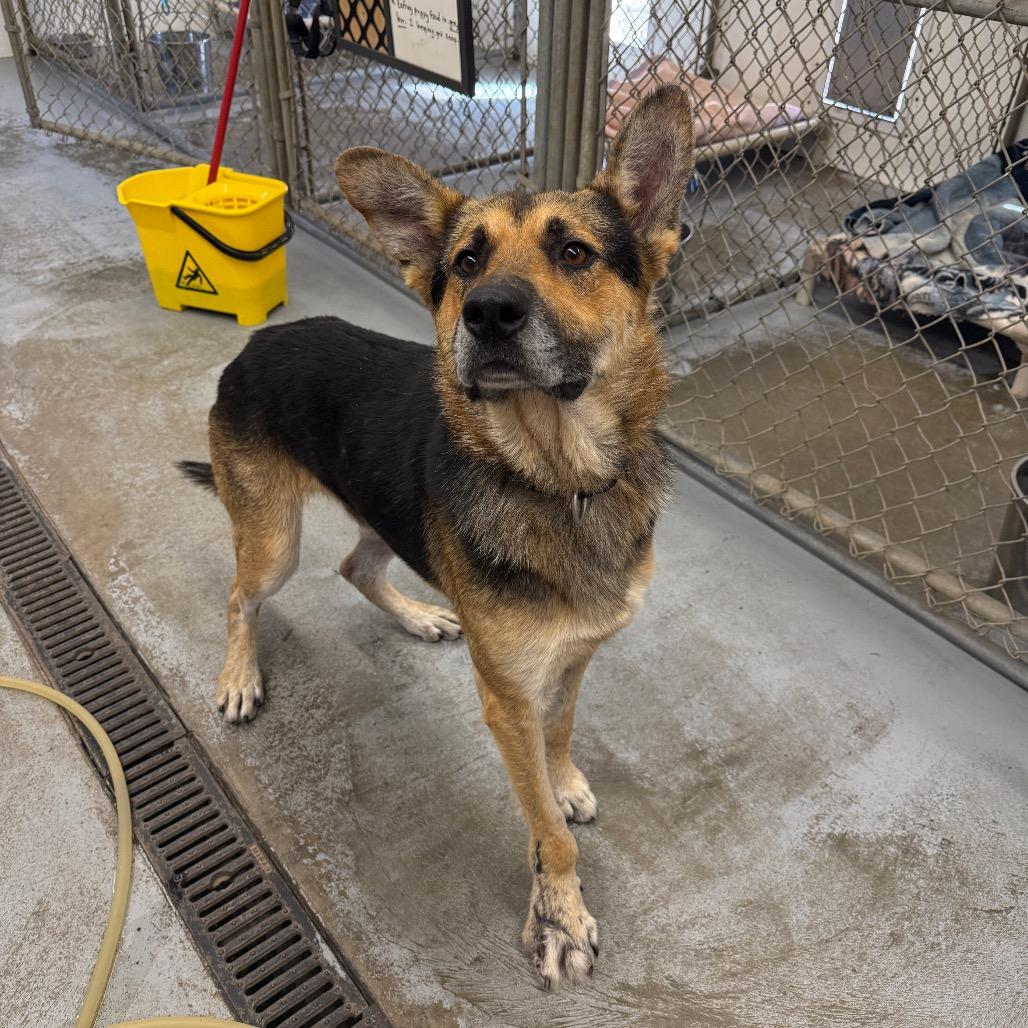 Enlarge Shep, a Adoptable German Shepherd Dog in Meadow Lake, SK image 3/3