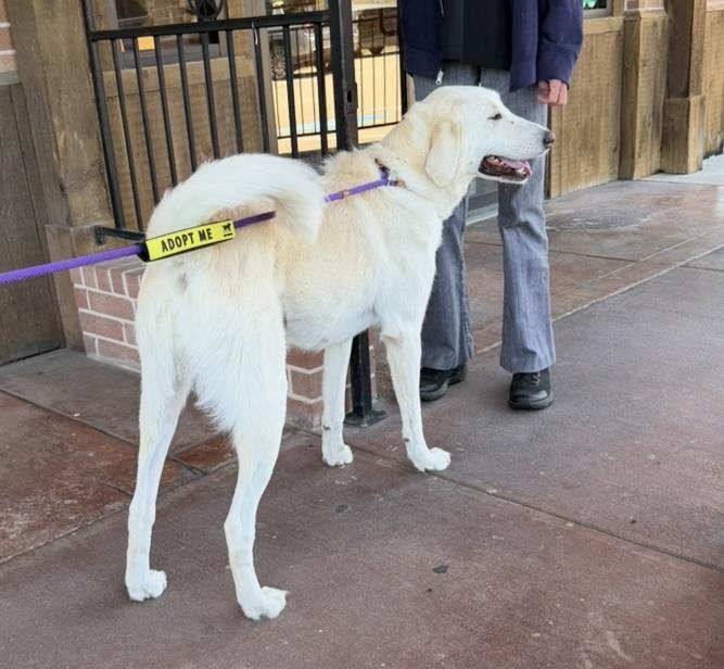 Zella HTX, Adoptable, Adult Female Great Pyrenees.