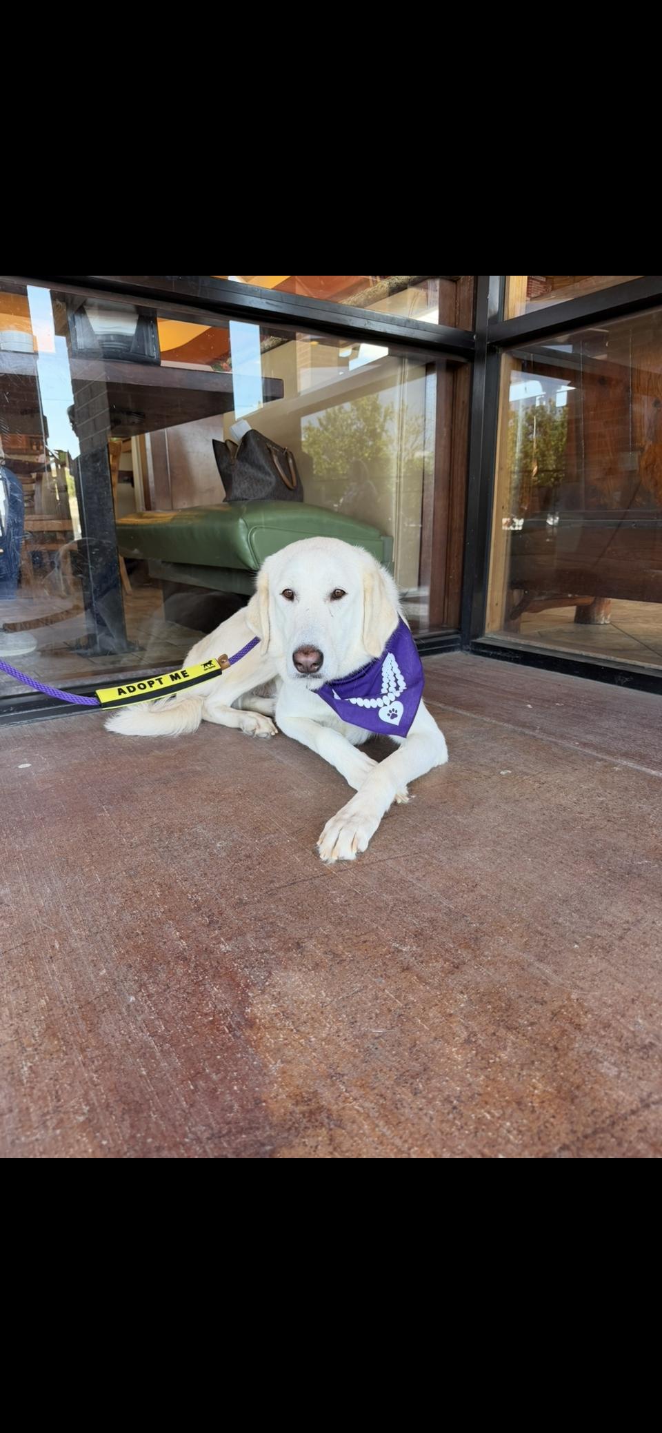 Enlarge Zella HTX, a Adoptable Great Pyrenees in Quinlan, TX image 1/6