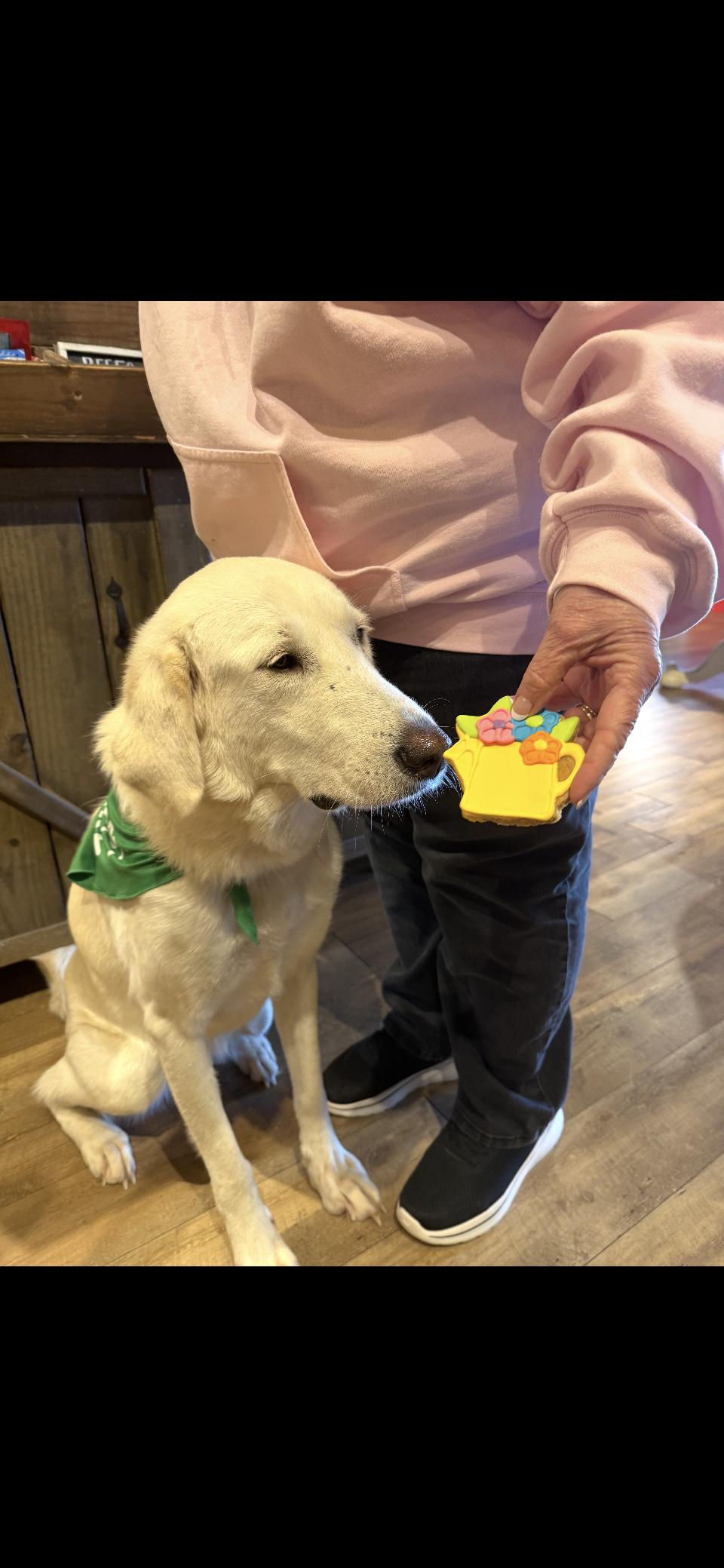 Zella HTX, Adoptable, Young Female Great Pyrenees.