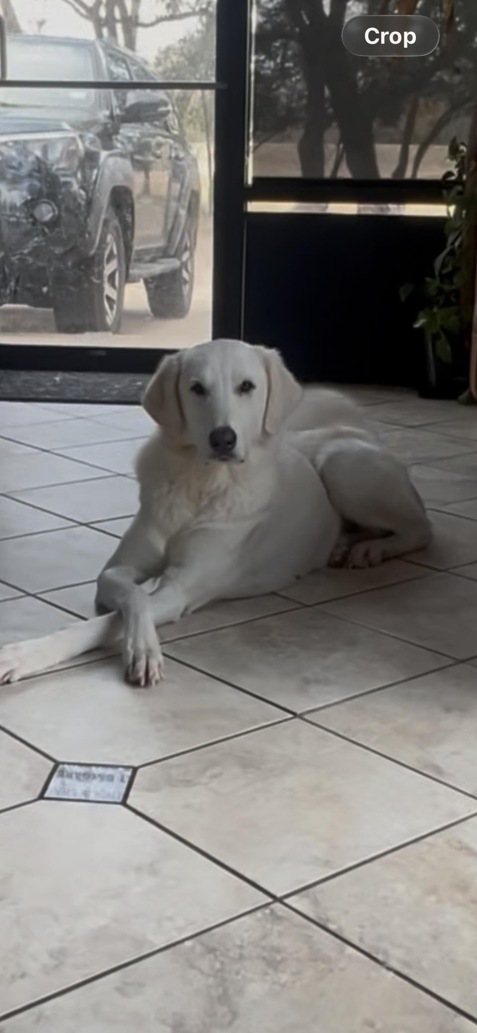 Enlarge Zella HTX, a Adoptable Great Pyrenees in Quinlan, TX image 2/6