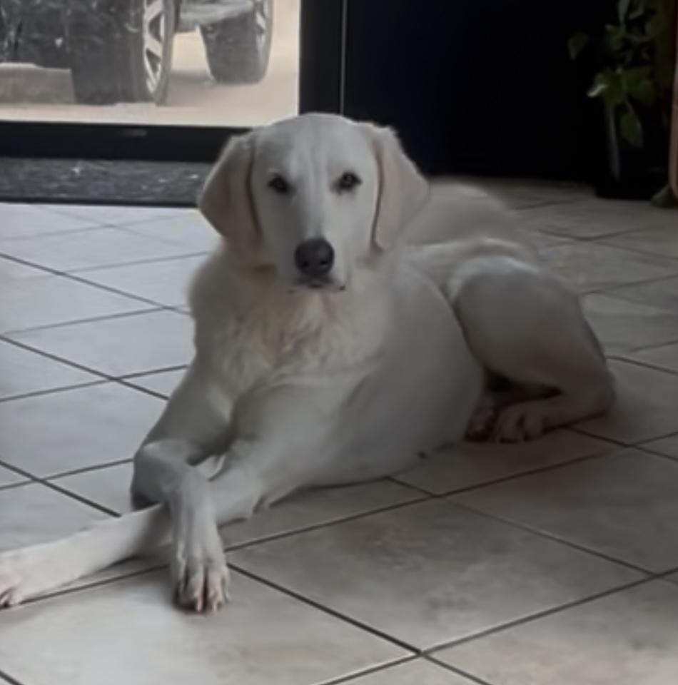 Zella HTX, a Adoptable Great Pyrenees in Quinlan, TX image 3/6