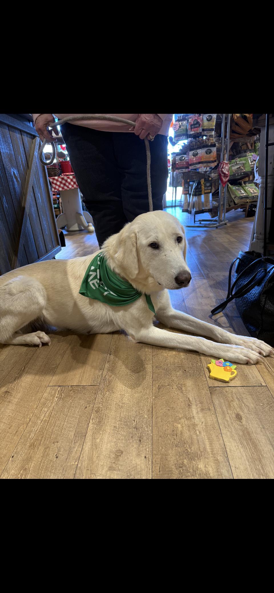 Enlarge Zella HTX, a Adoptable Great Pyrenees in Quinlan, TX image 4/6