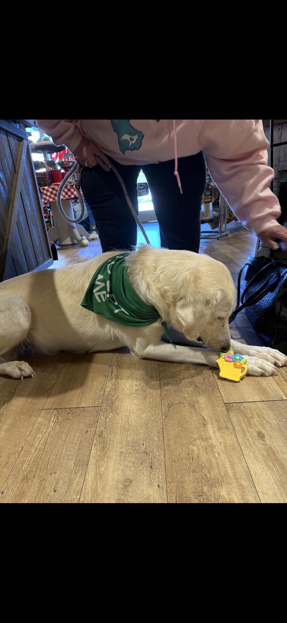 Enlarge Zella HTX, a Adoptable Great Pyrenees in Quinlan, TX image 5/6