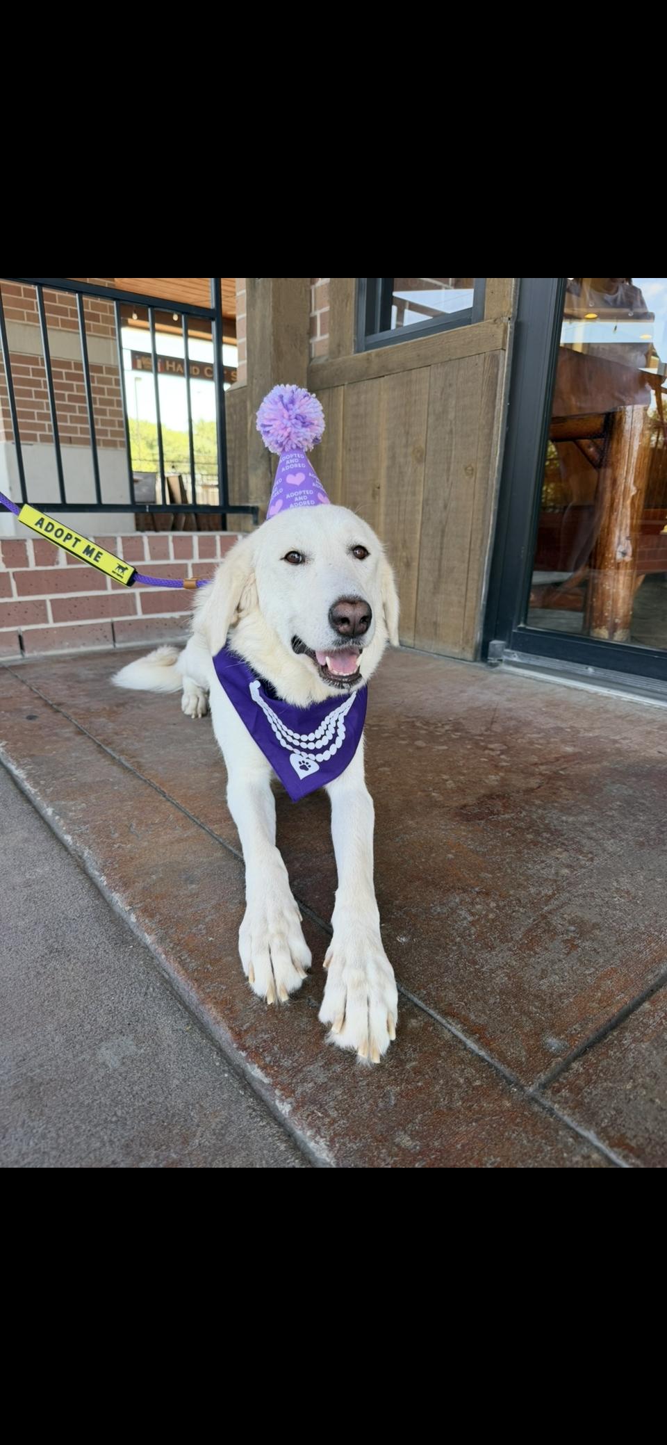 Enlarge Zella HTX, a Adoptable Great Pyrenees in Quinlan, TX image 4/6