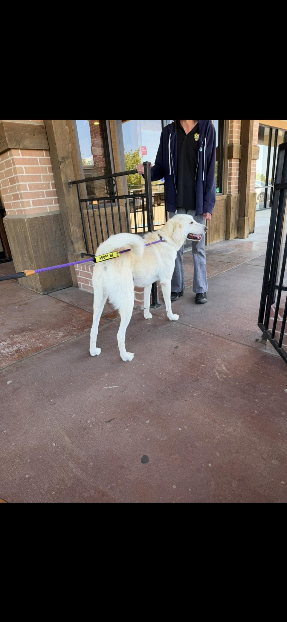 Enlarge Zella HTX, a Adoptable Great Pyrenees in Quinlan, TX image 5/6