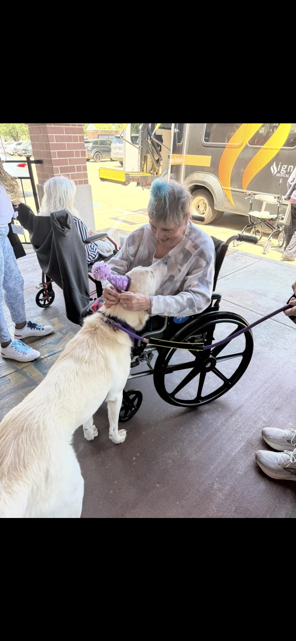 Enlarge Zella HTX, a Adoptable Great Pyrenees in Quinlan, TX image 6/6