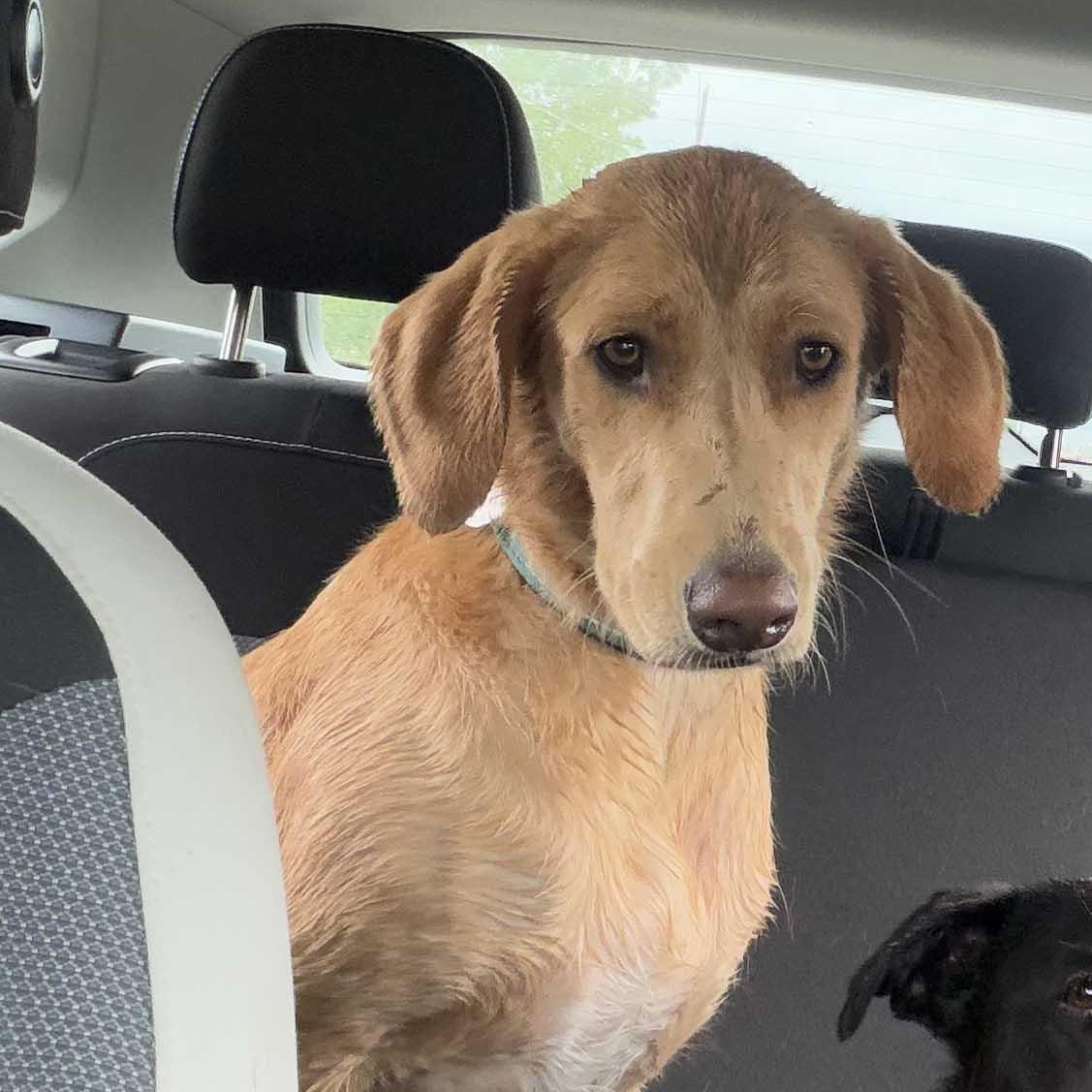 Kira, an adoptable mixed breed in White Bear Lake, MN image 2/5