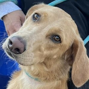 Kira, an adoptable mixed breed in White Bear Lake, MN image 4/5