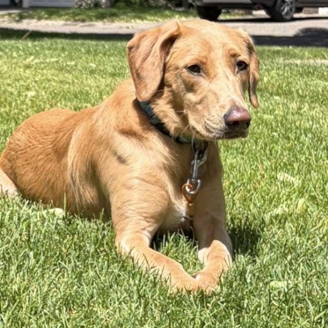 Kira, adoptable, Young Female Yellow Labrador Retriever.