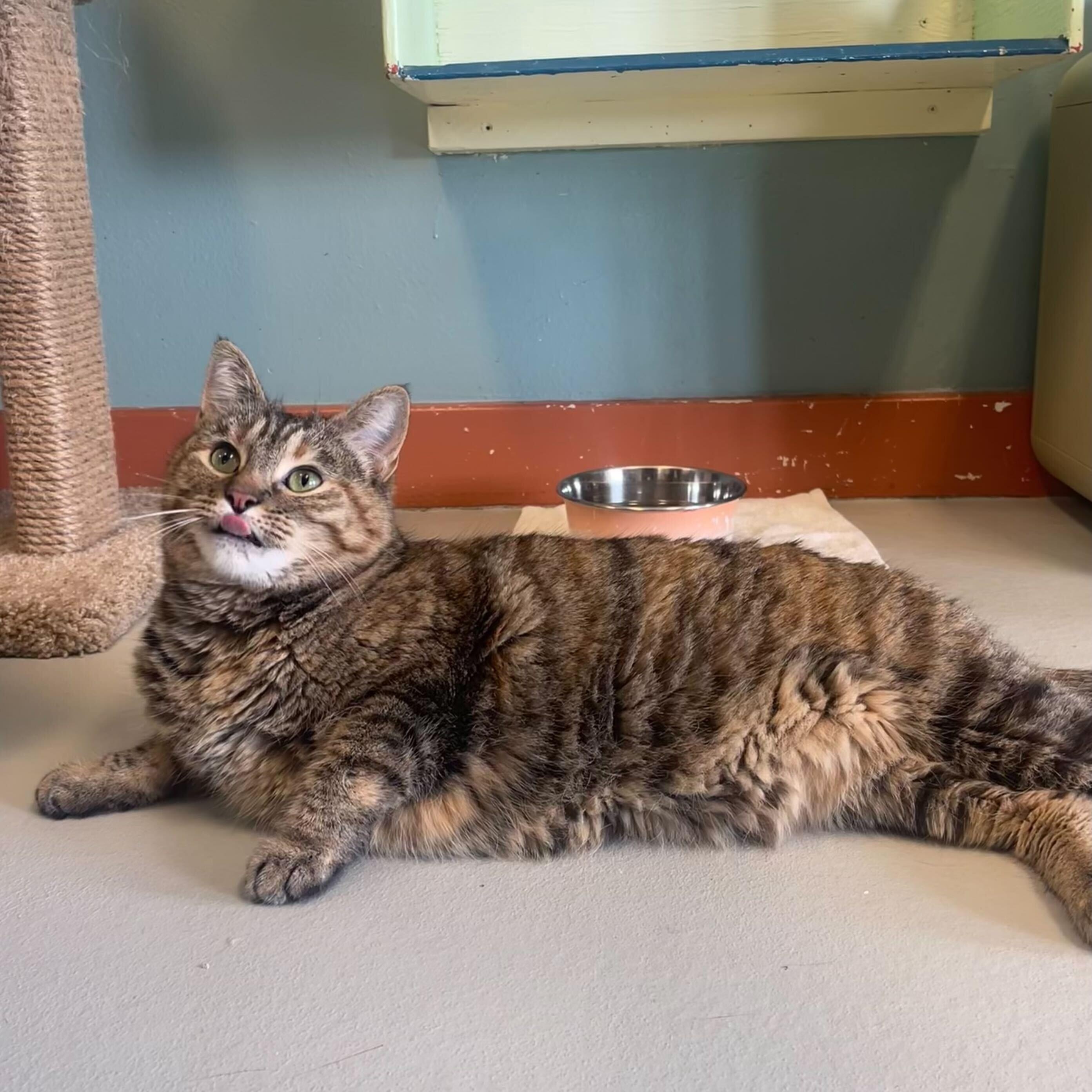 Moon, an adoptable Torbie in Driggs, ID image 4/6