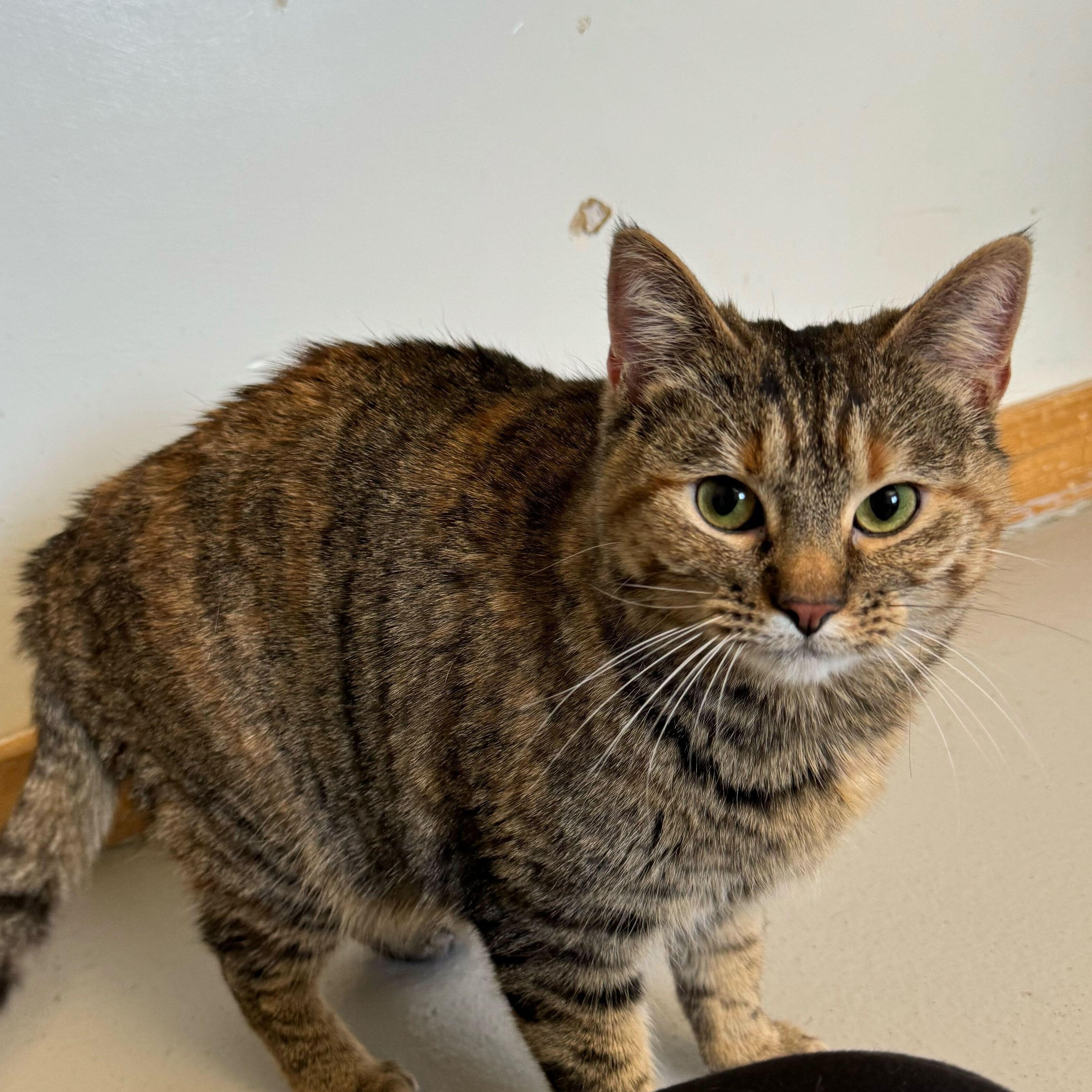Moon, an adoptable Torbie in Driggs, ID image 6/6