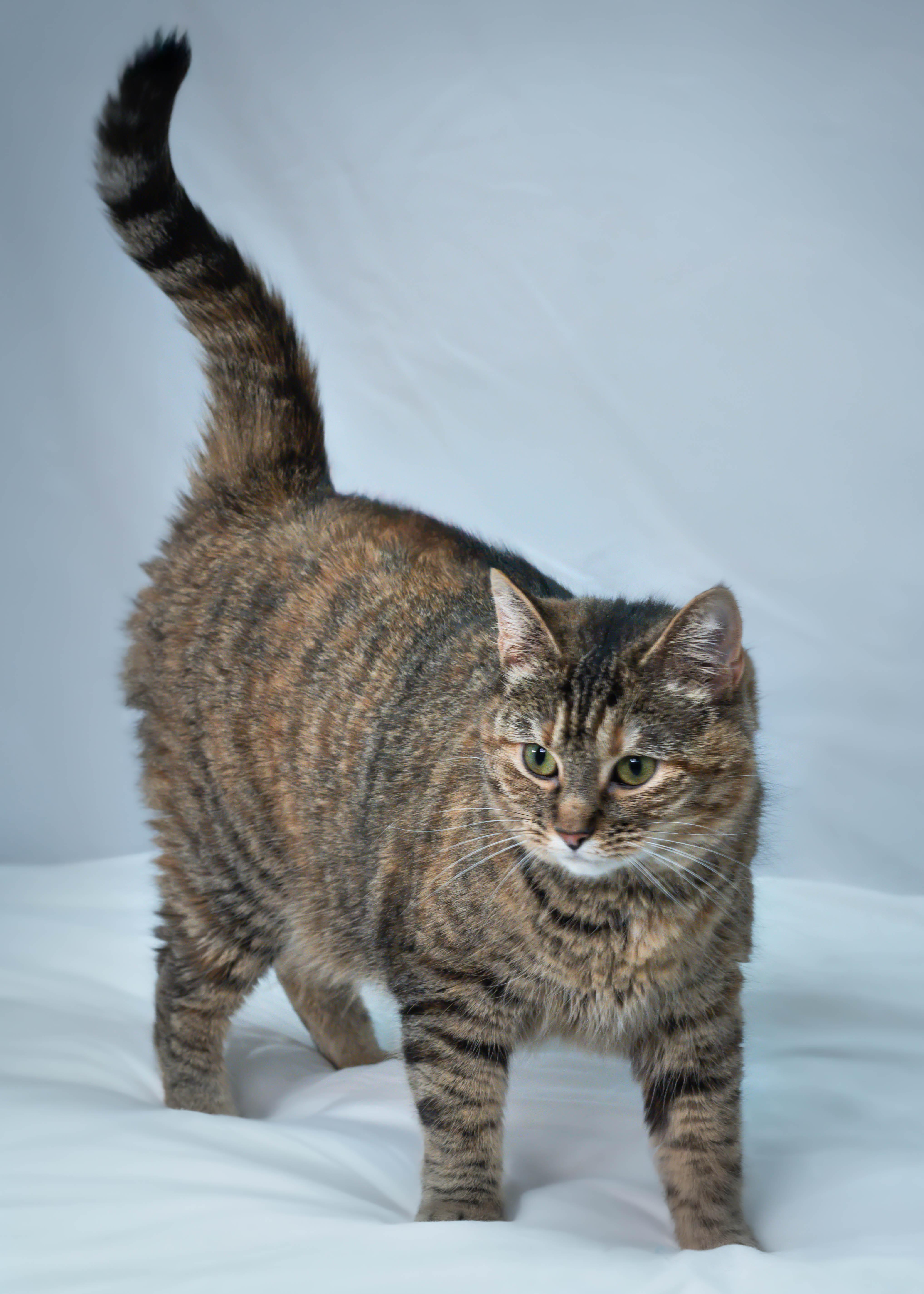 Moon, adoptable, Adult Female Torbie.