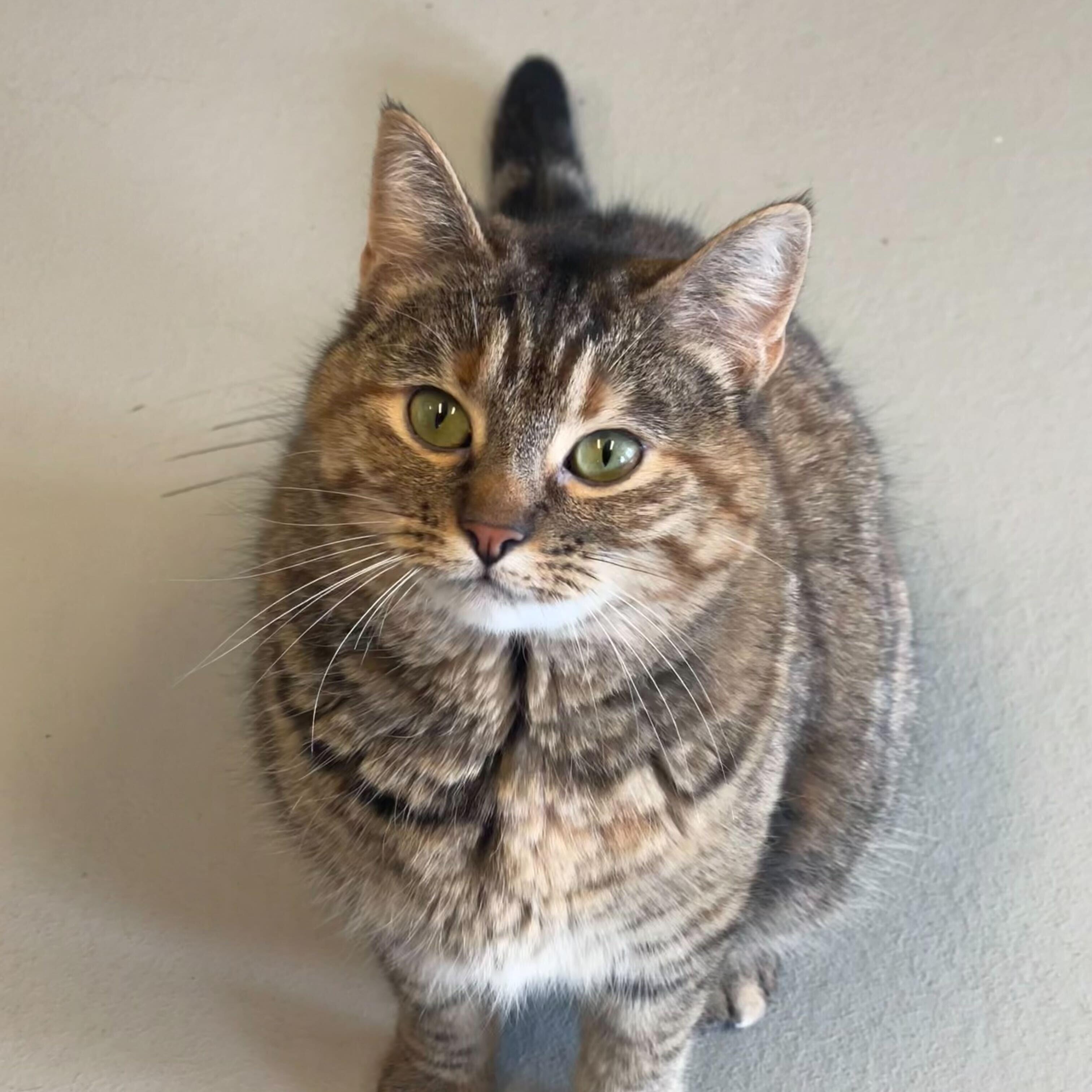 Moon, an adoptable Torbie in Driggs, ID image 3/6