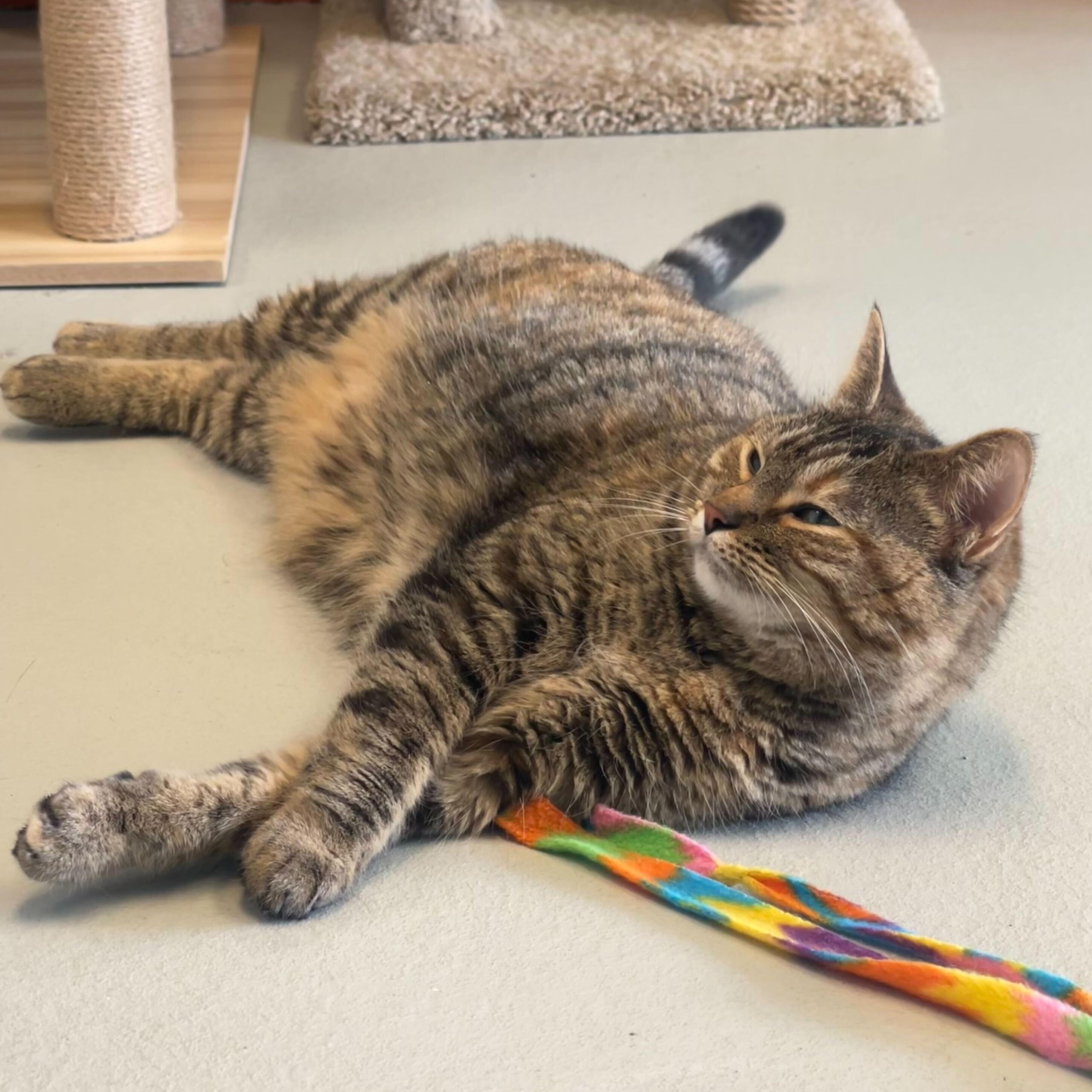 Moon, an adoptable Torbie in Driggs, ID image 5/6