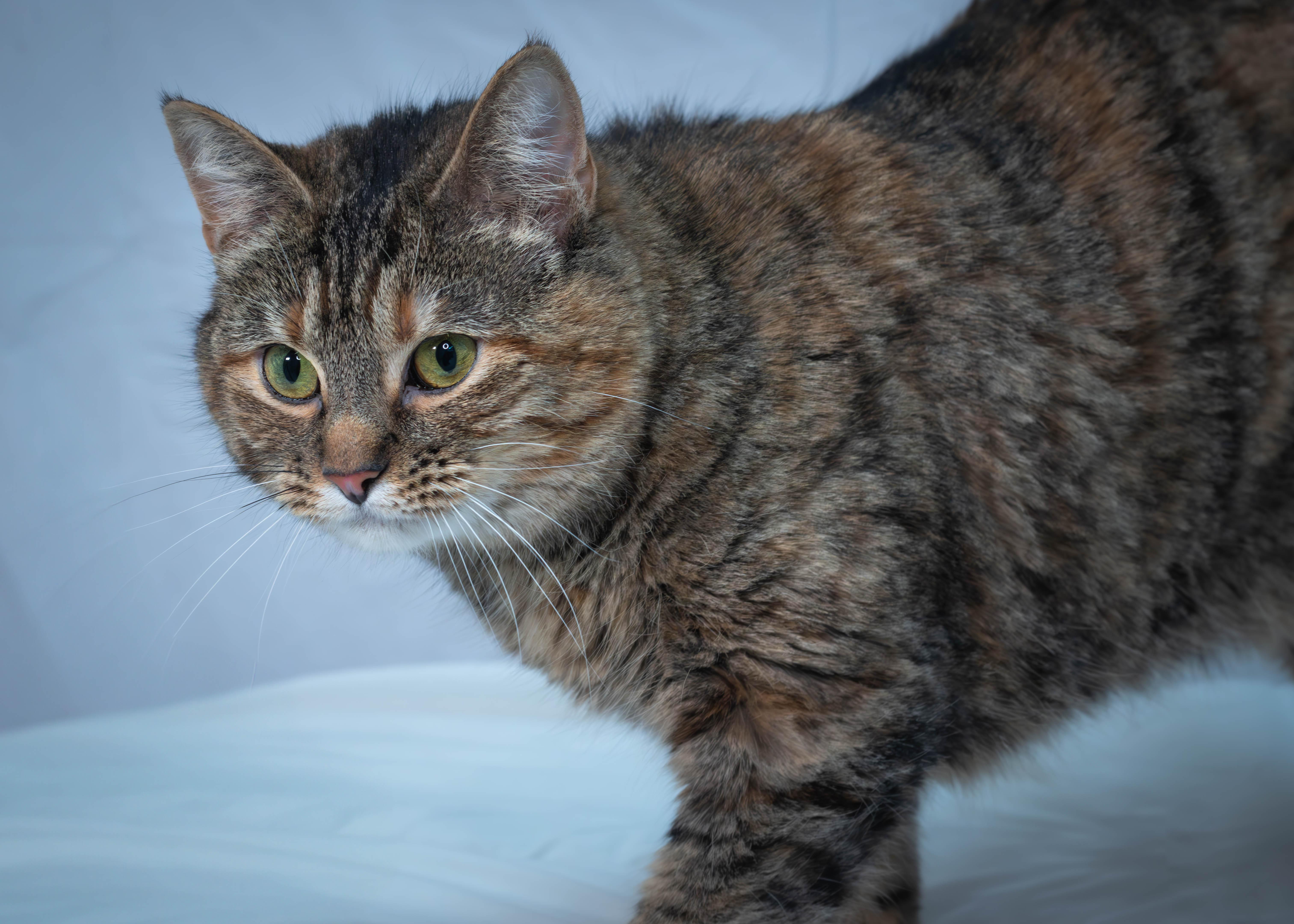Moon, an adoptable Torbie in Driggs, ID image 2/6